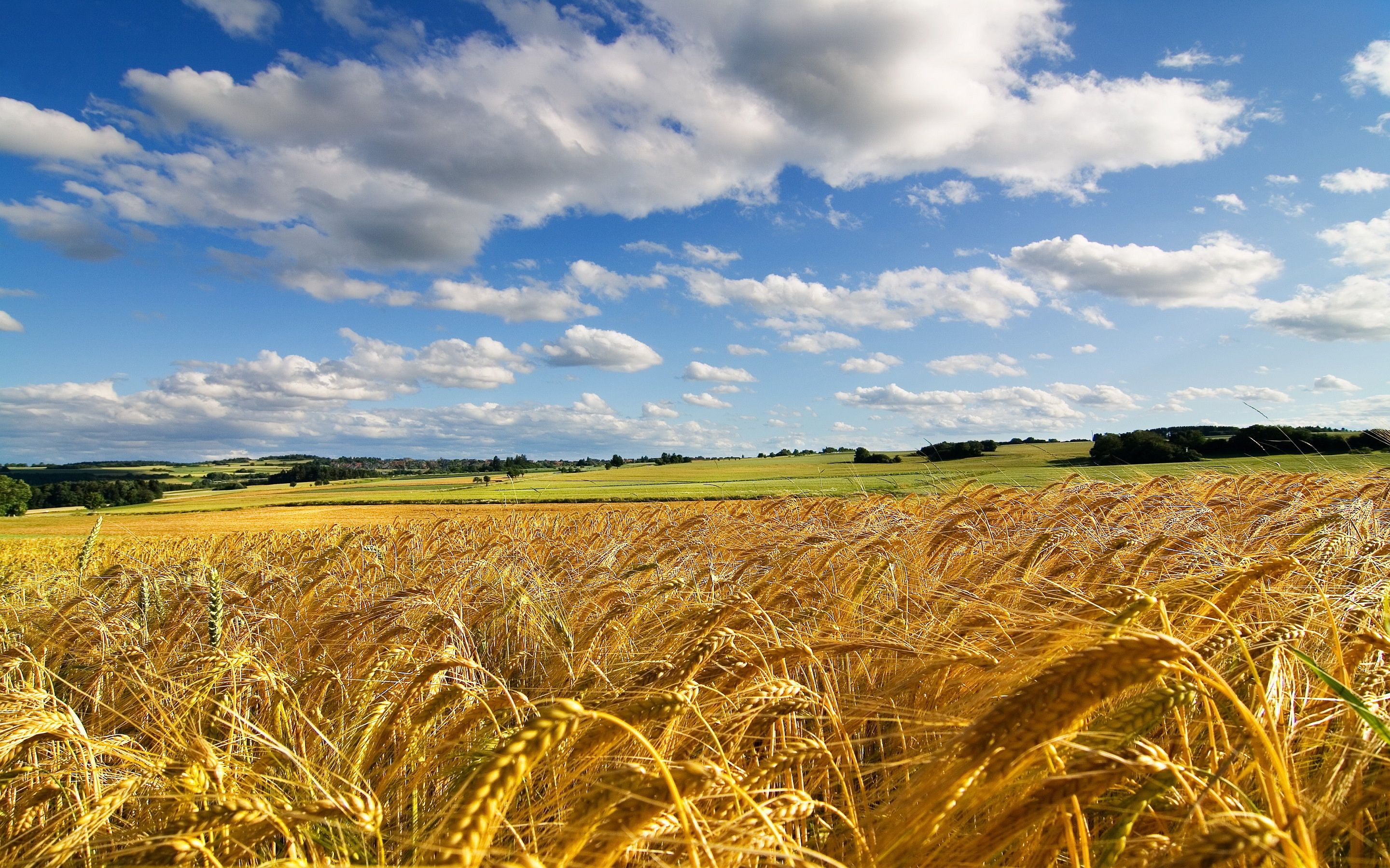 Wheat 4K Farm Field Wallpapers