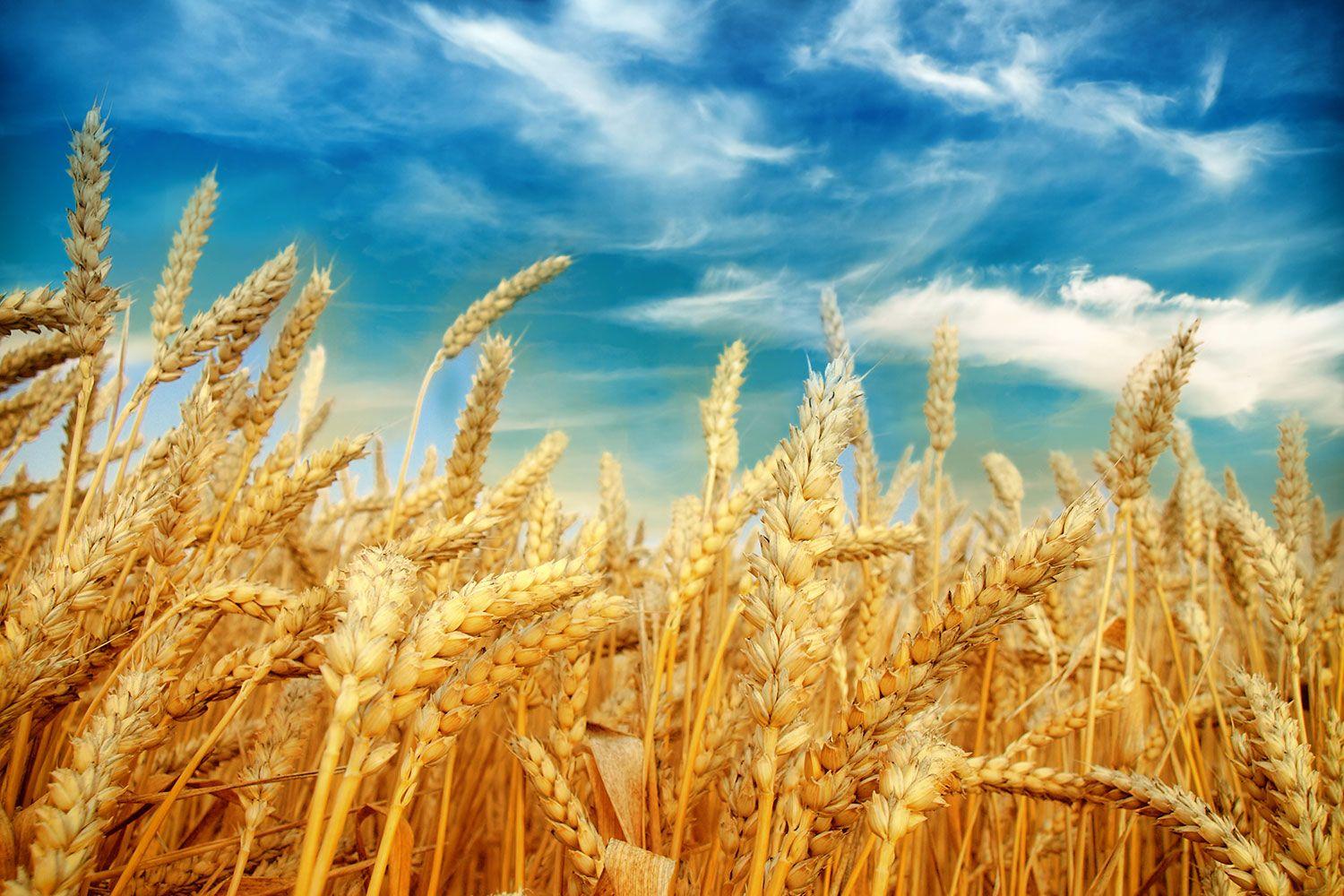 Wheat 4K Farm Field Wallpapers