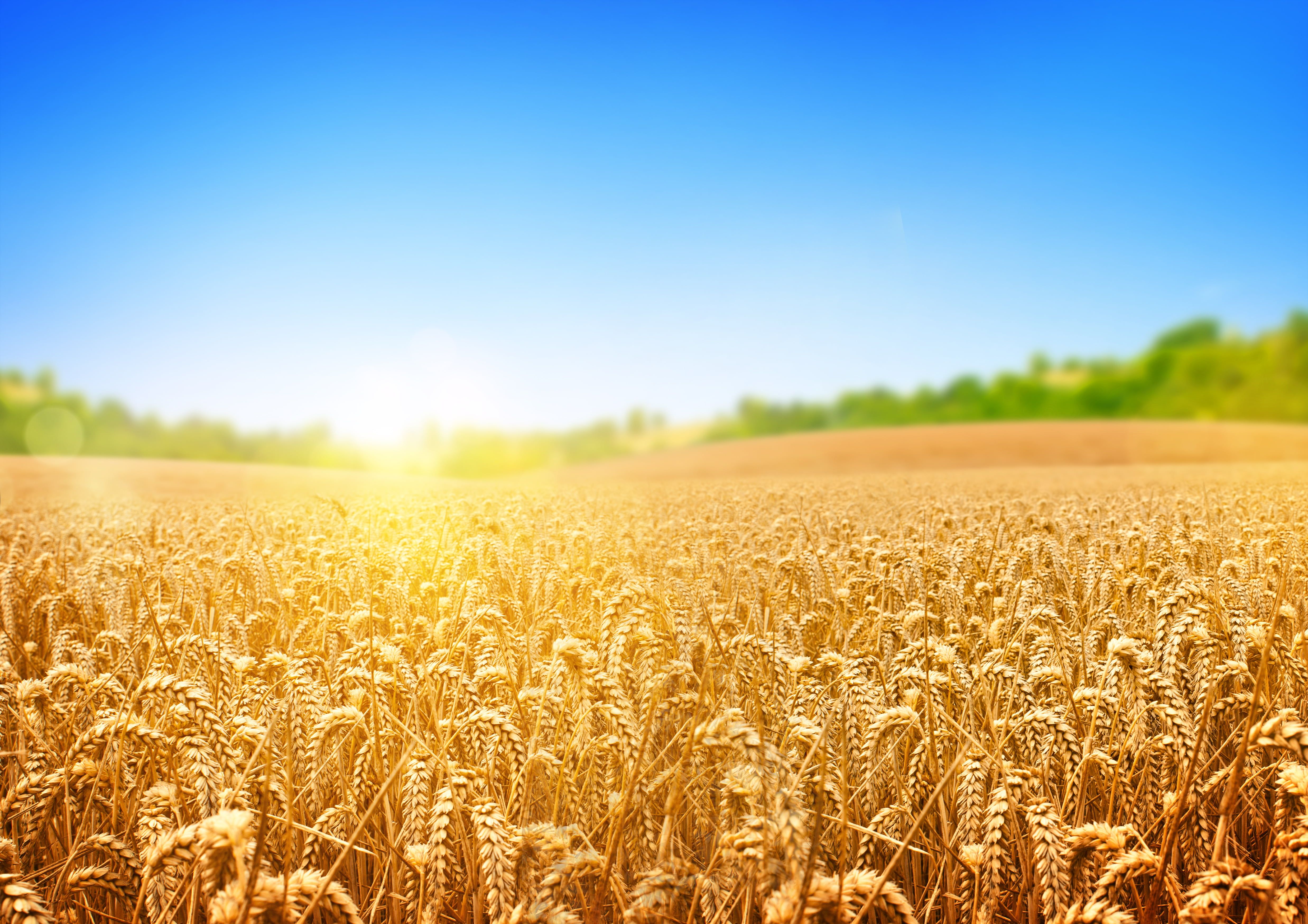 Wheat 4K Farm Field Wallpapers