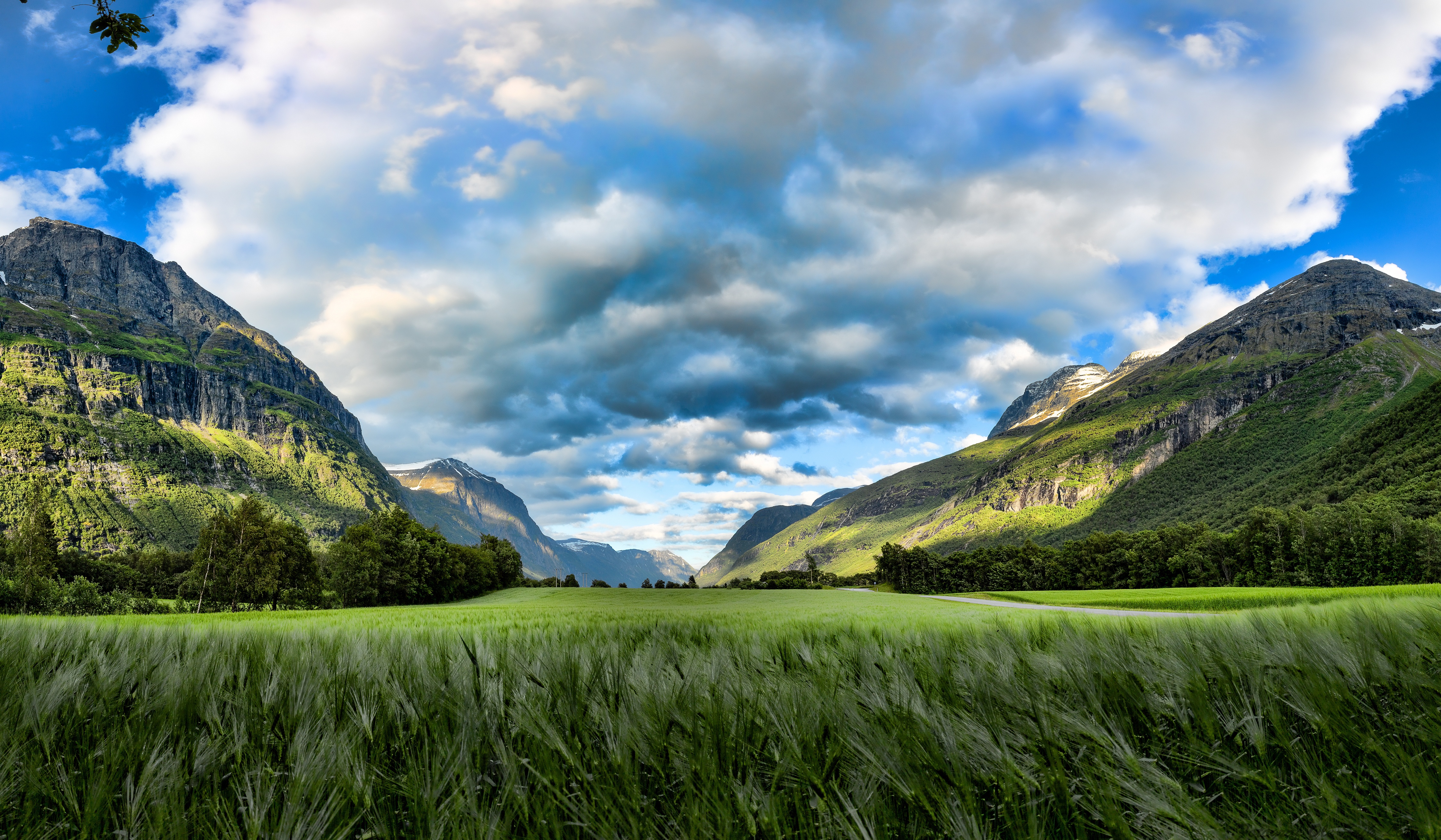 Wheat 4K Farm Field Wallpapers