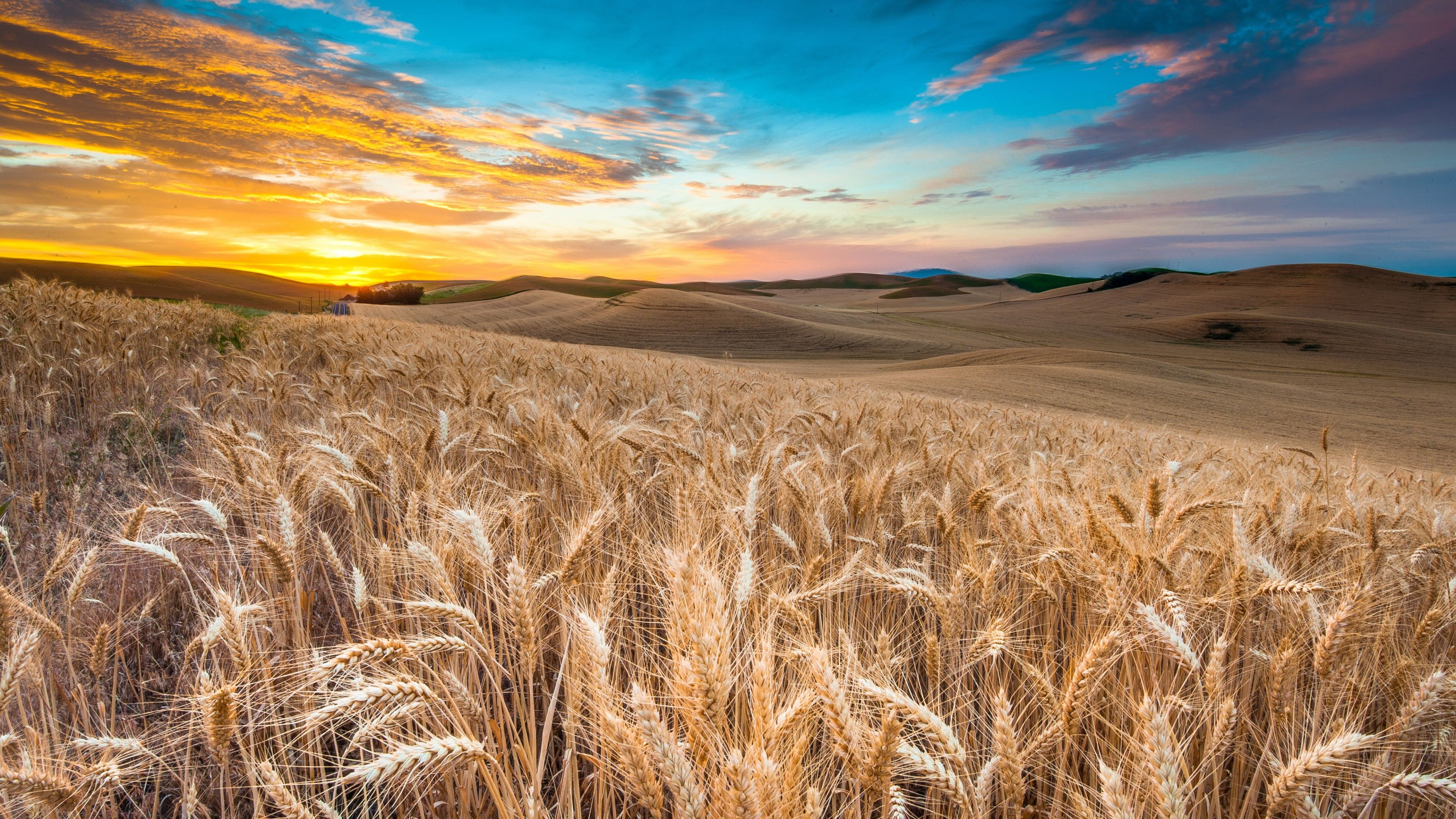 Wheat 4K Farm Field Wallpapers