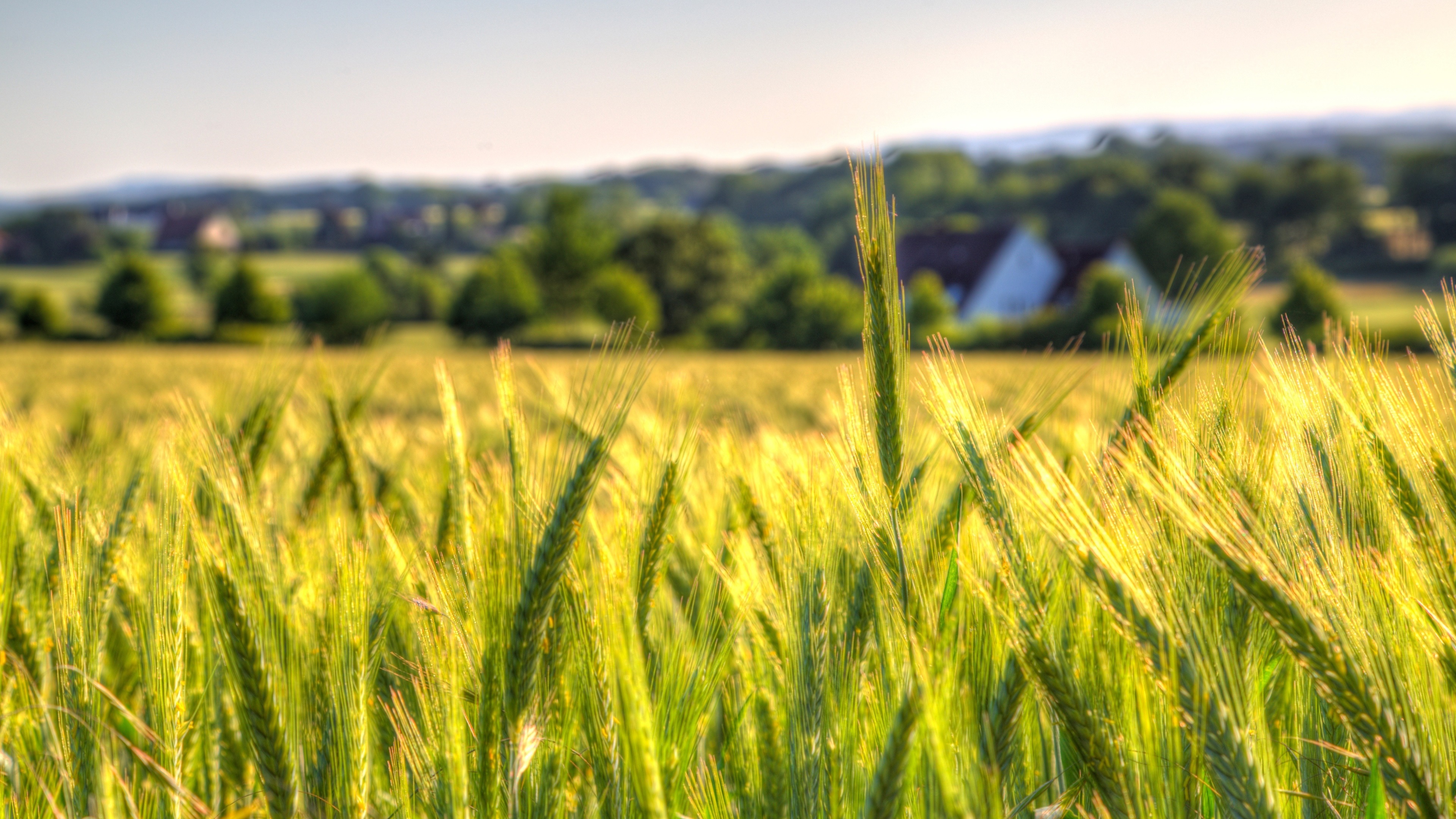 Wheat 4K Farm Field Wallpapers