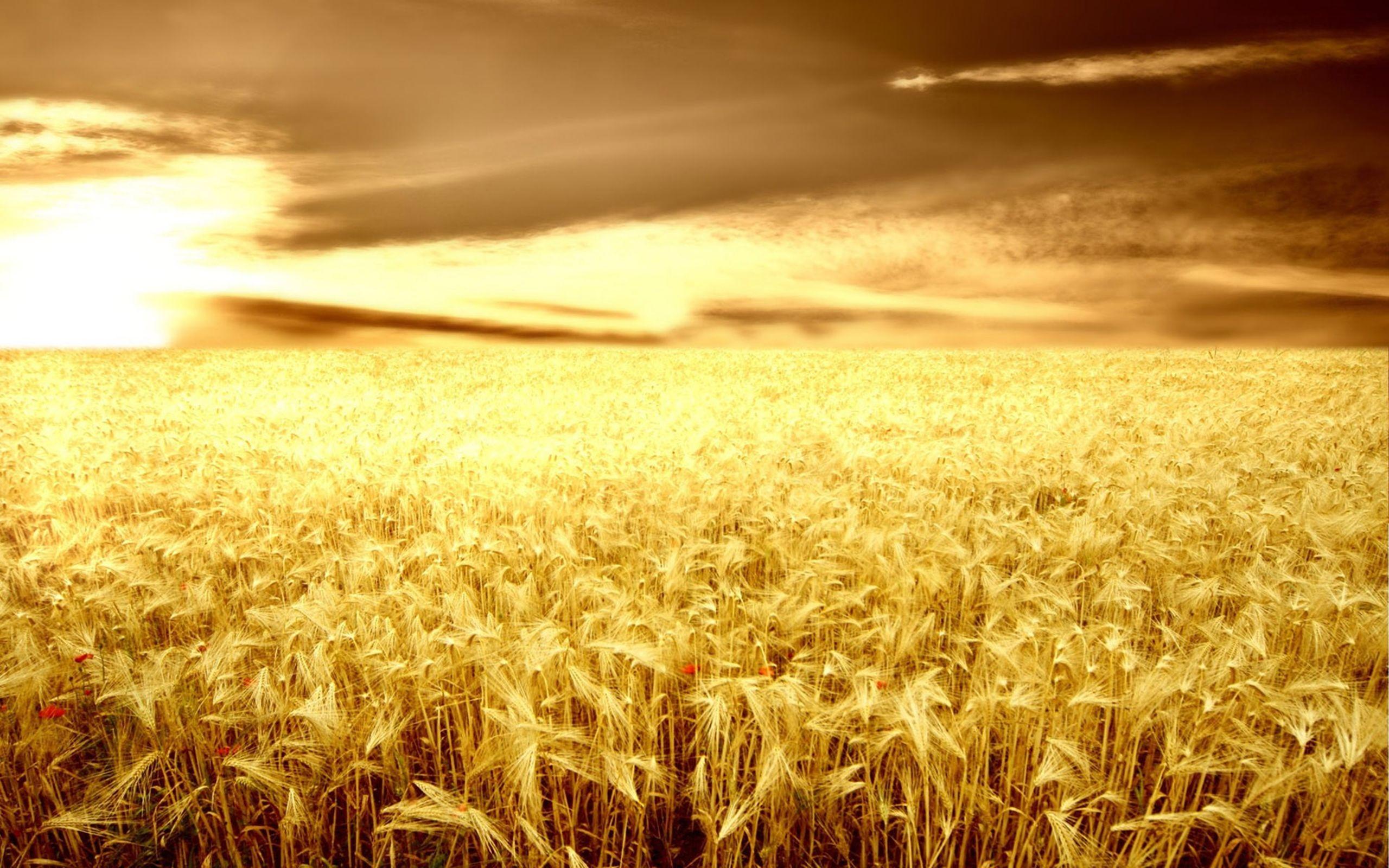 Wheat 4K Farm Field Wallpapers