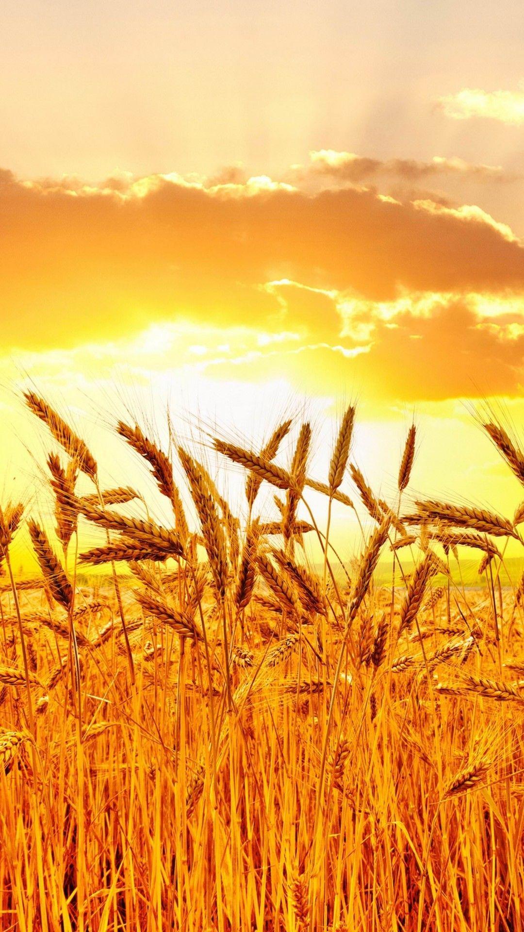 Wheat 4K Farm Field Wallpapers