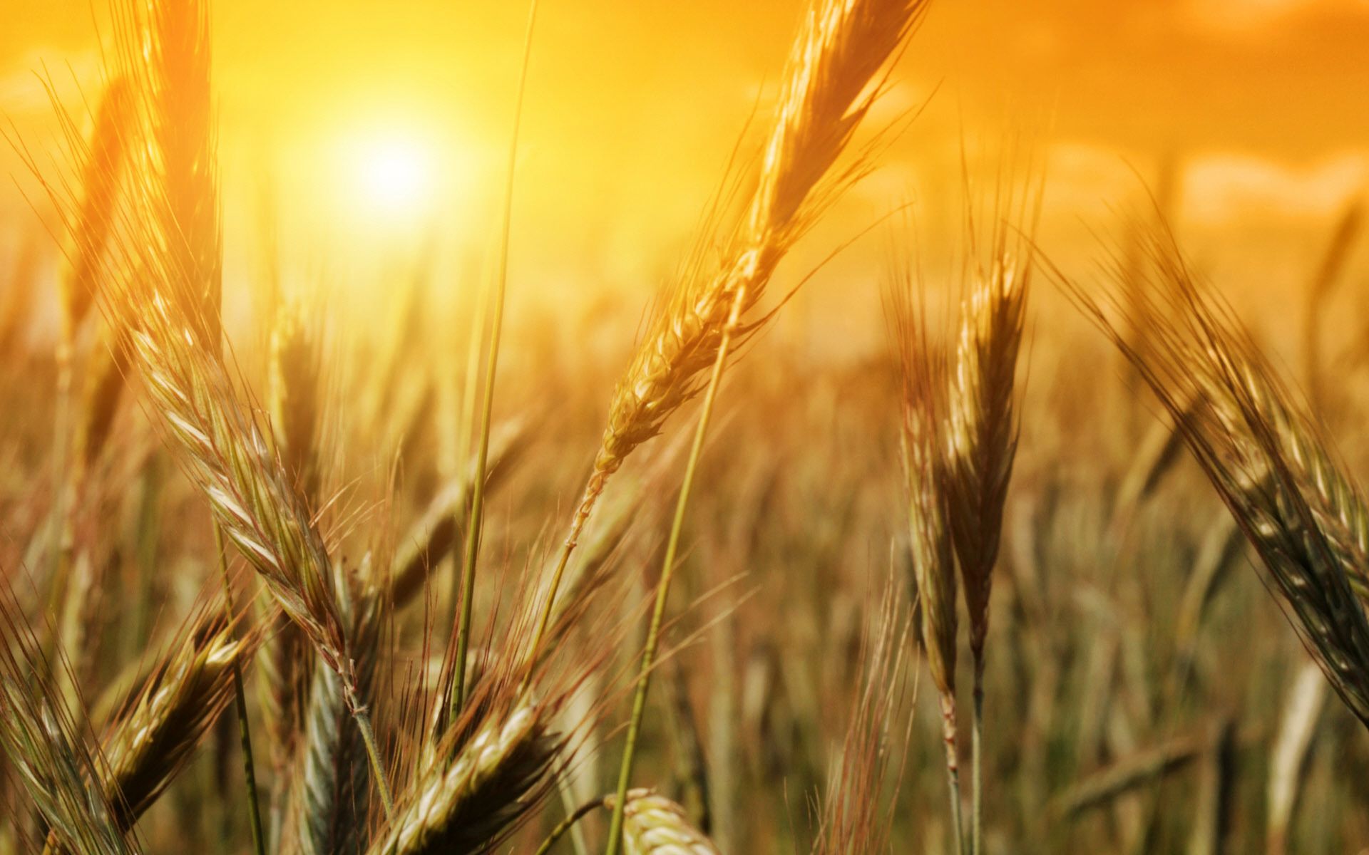 Wheat 4K Farm Field Wallpapers