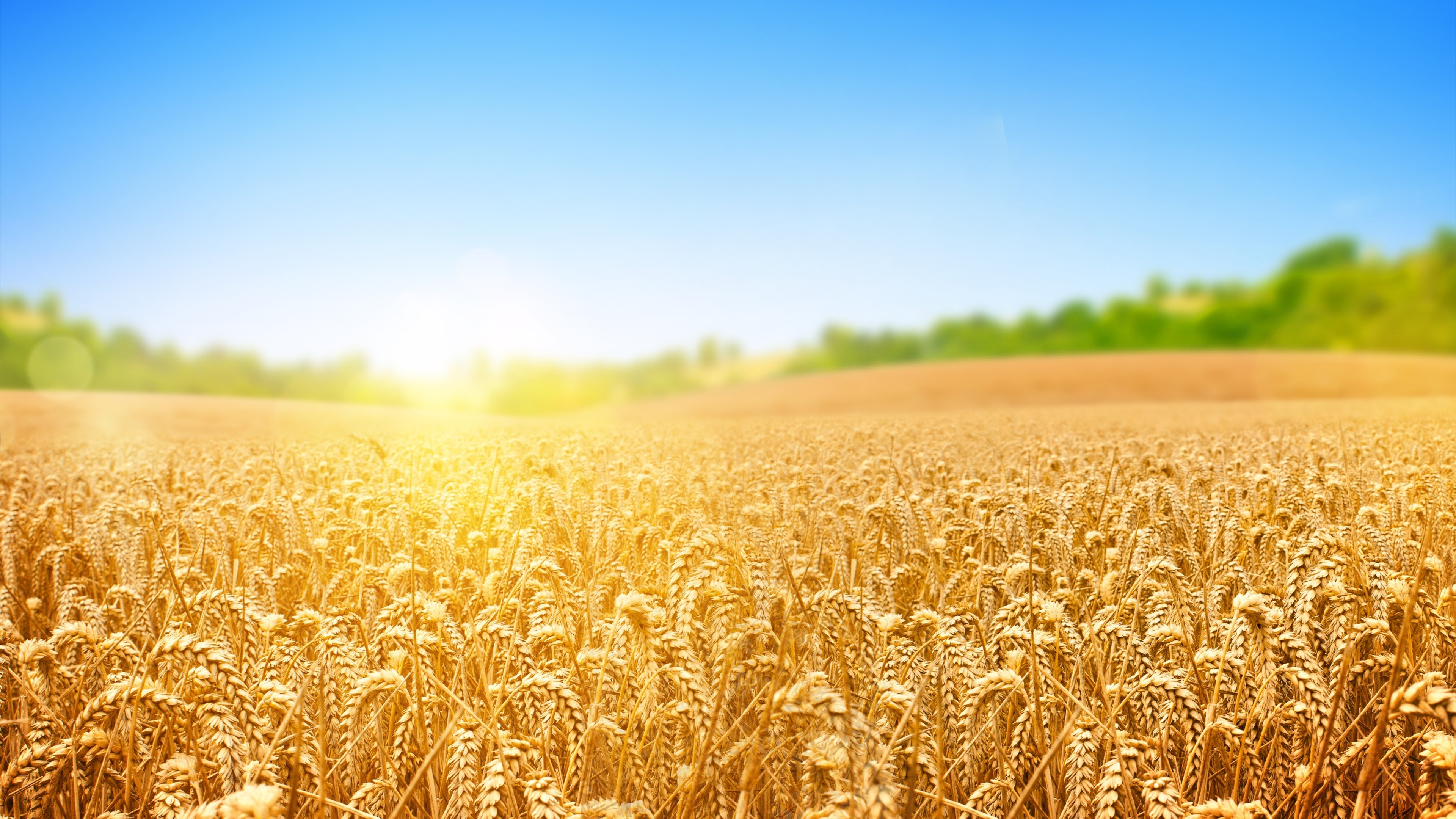 Wheat 4K Field Wallpapers