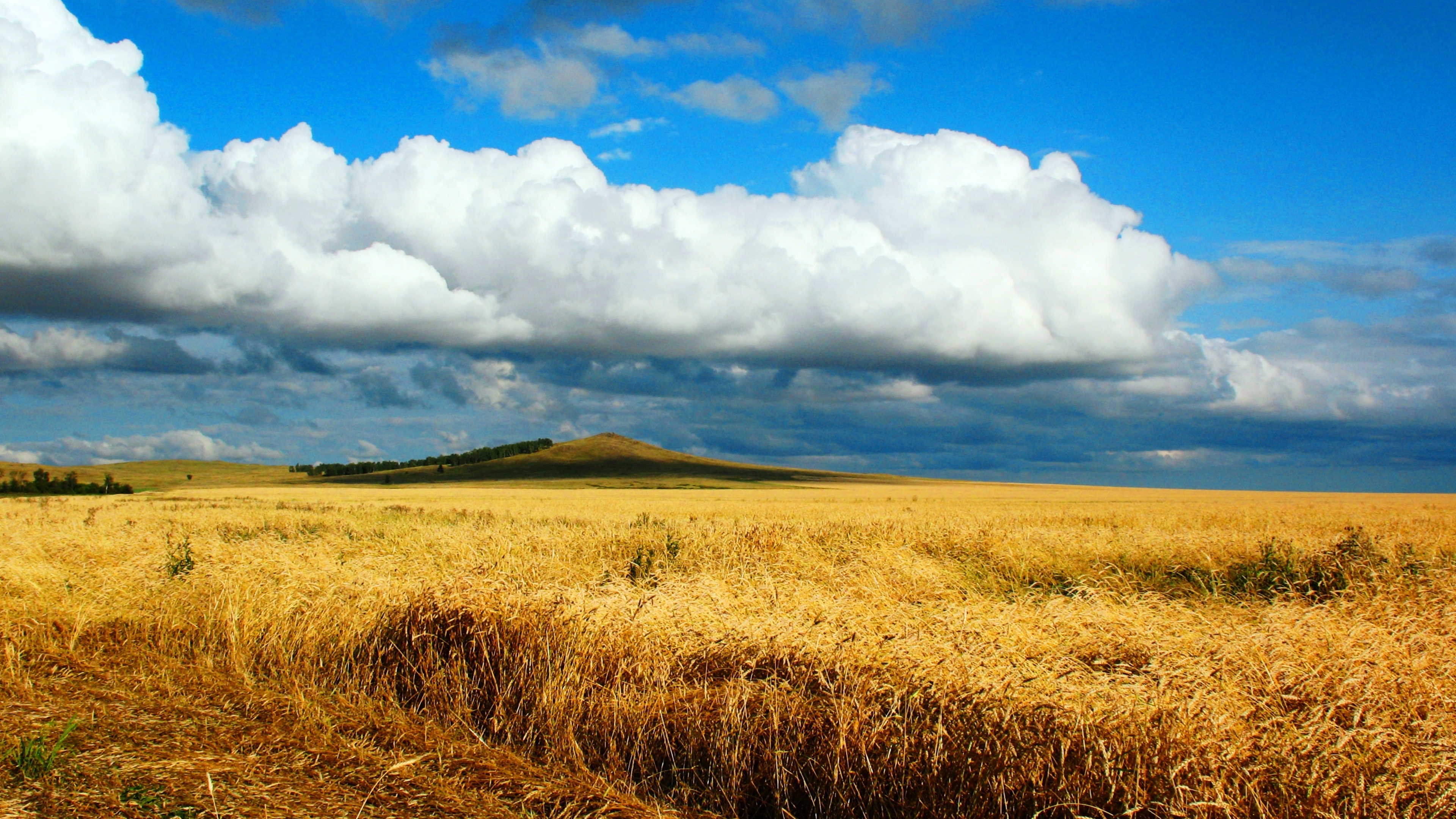 Wheat 4K Field Wallpapers