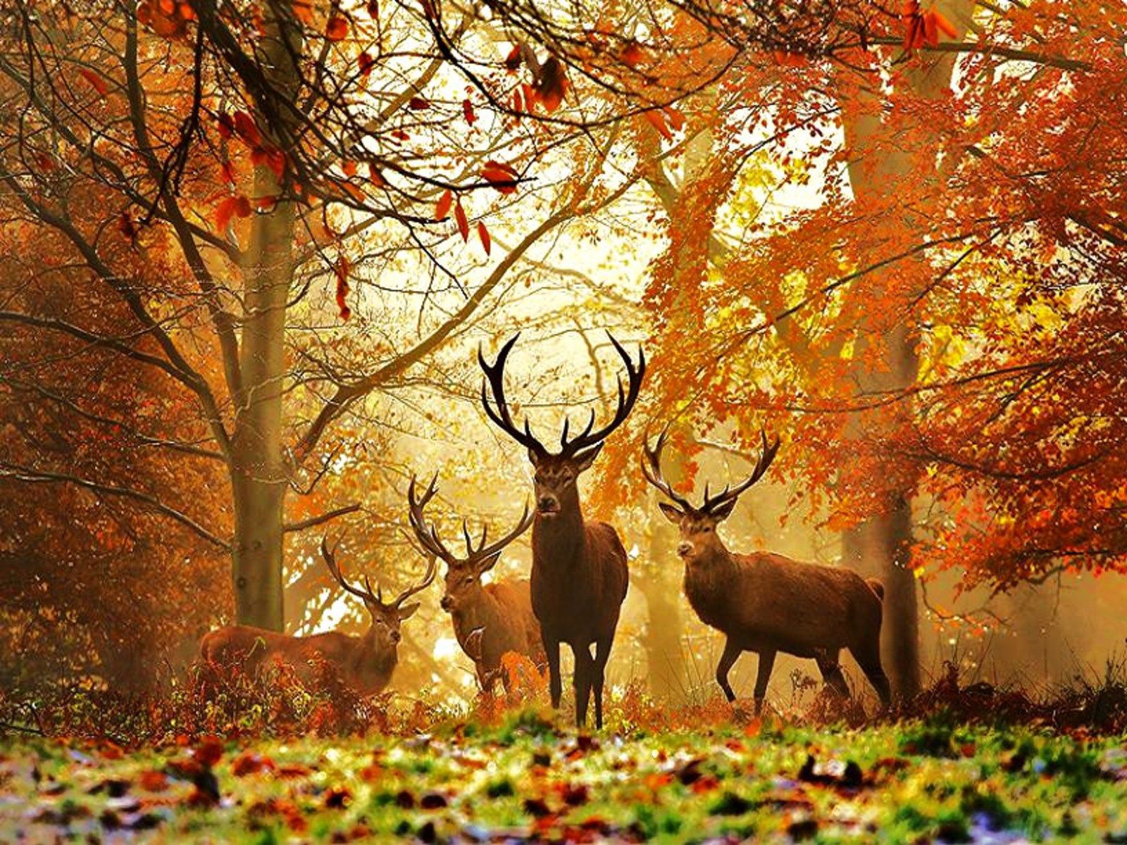 Wild Autumn Wallpapers