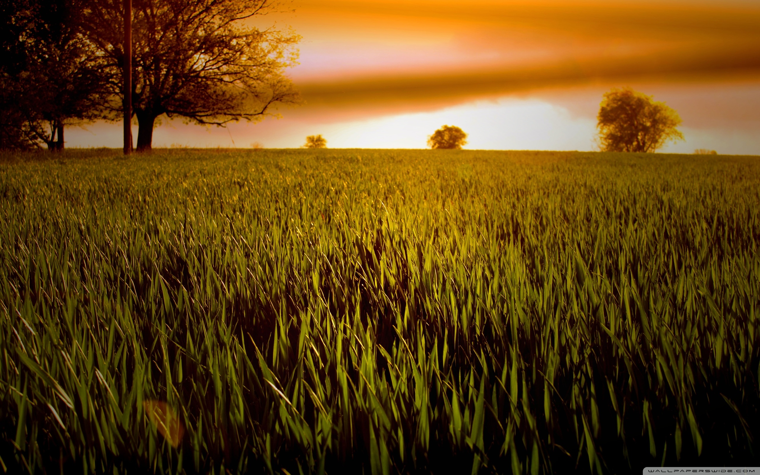Windmill On Wheat Field At Sunset Wallpapers