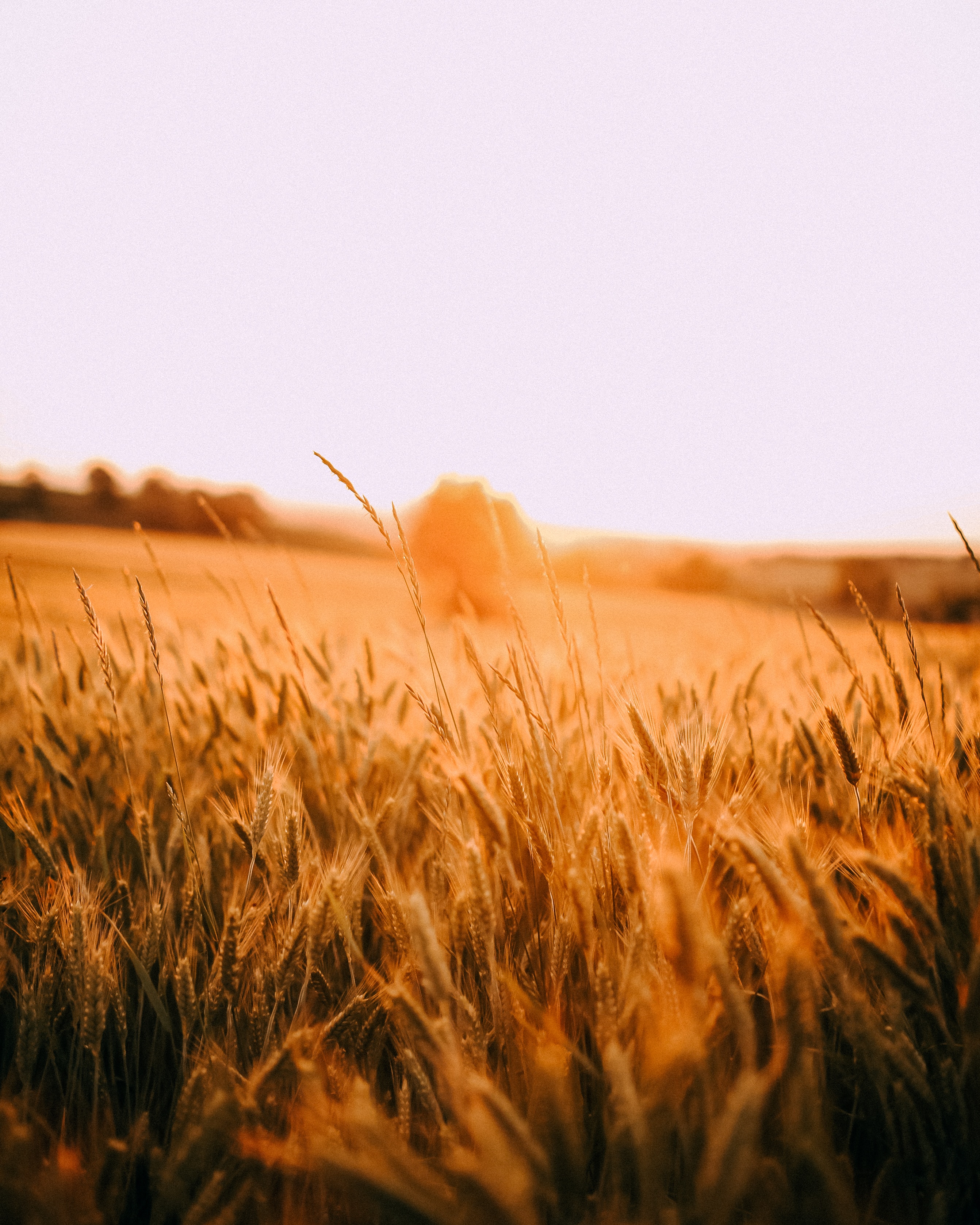 Windmill On Wheat Field At Sunset Wallpapers