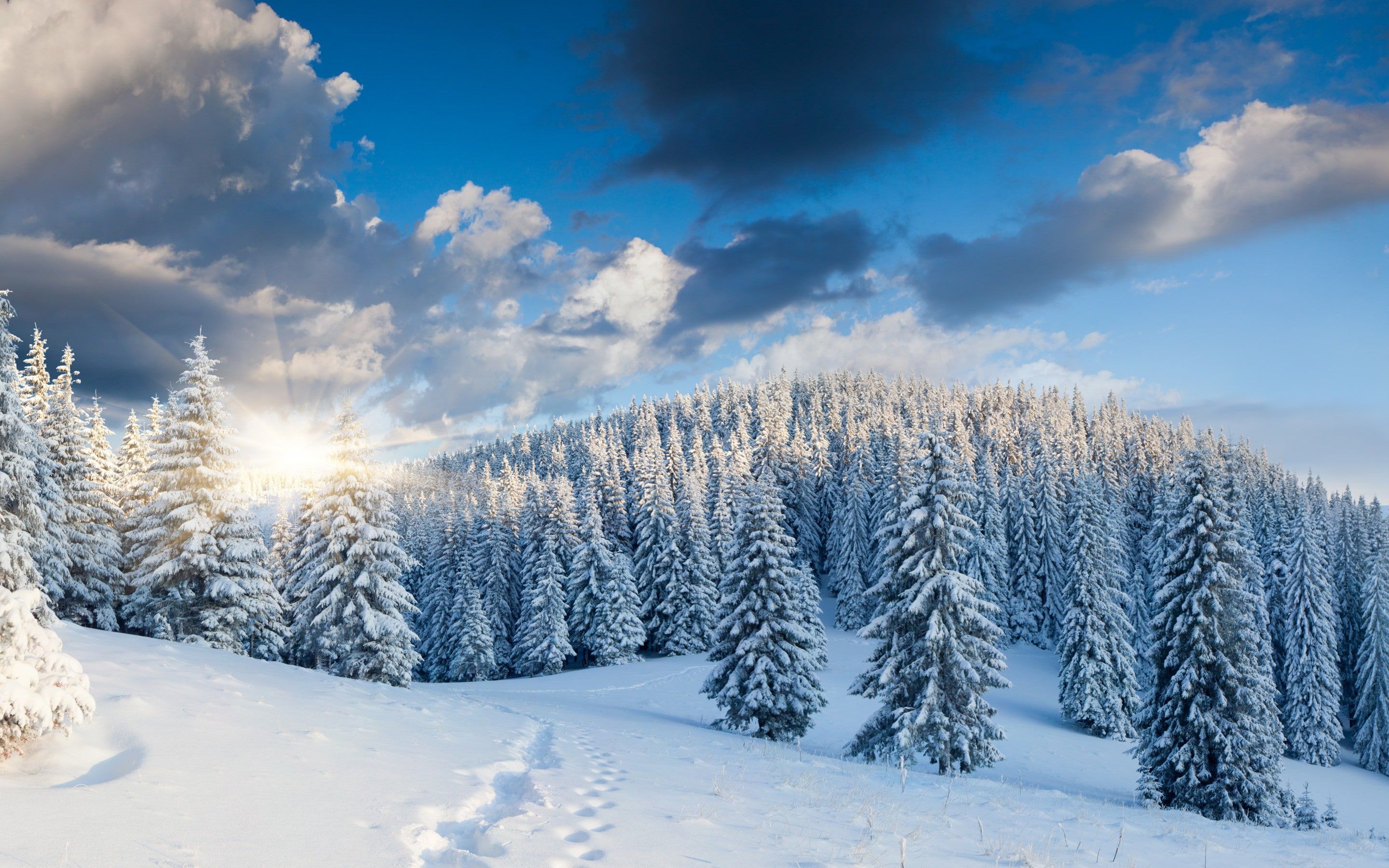 Winter Forest Landscape Nature Snow Wallpapers