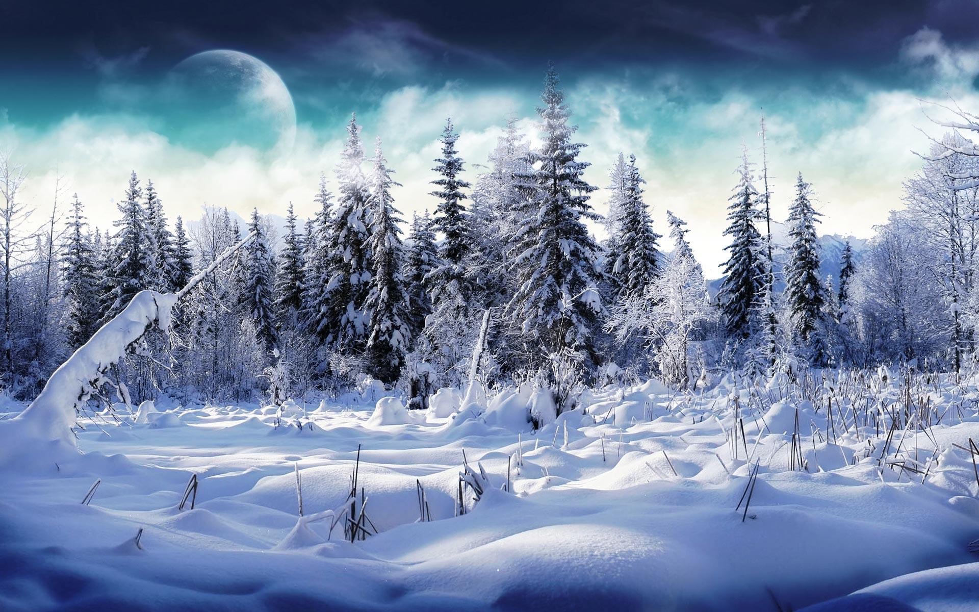 Winter Forest Landscape Nature Snow Wallpapers