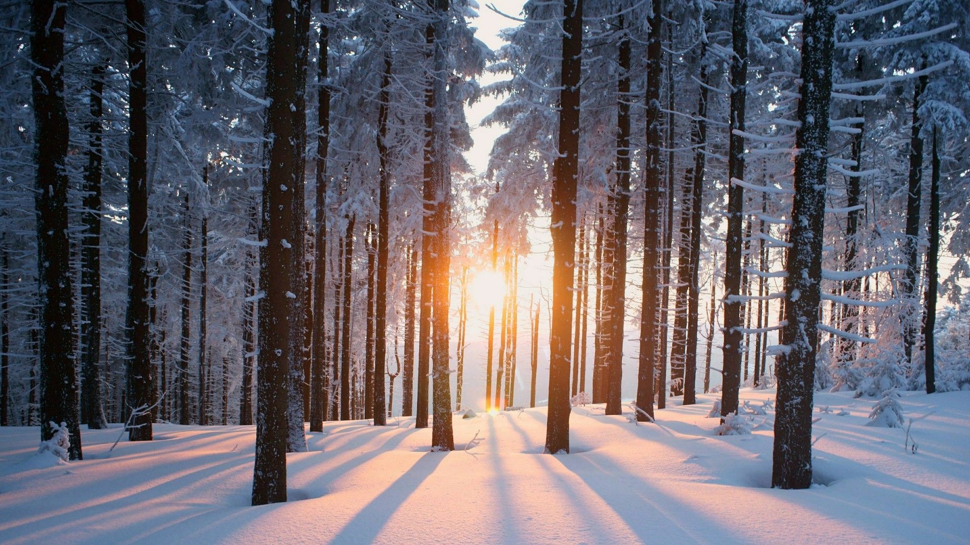 Winter Forest Landscape Nature Snow Wallpapers