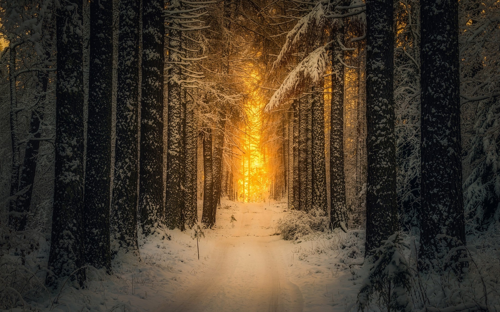 Winter Forest Landscape Nature Snow Wallpapers