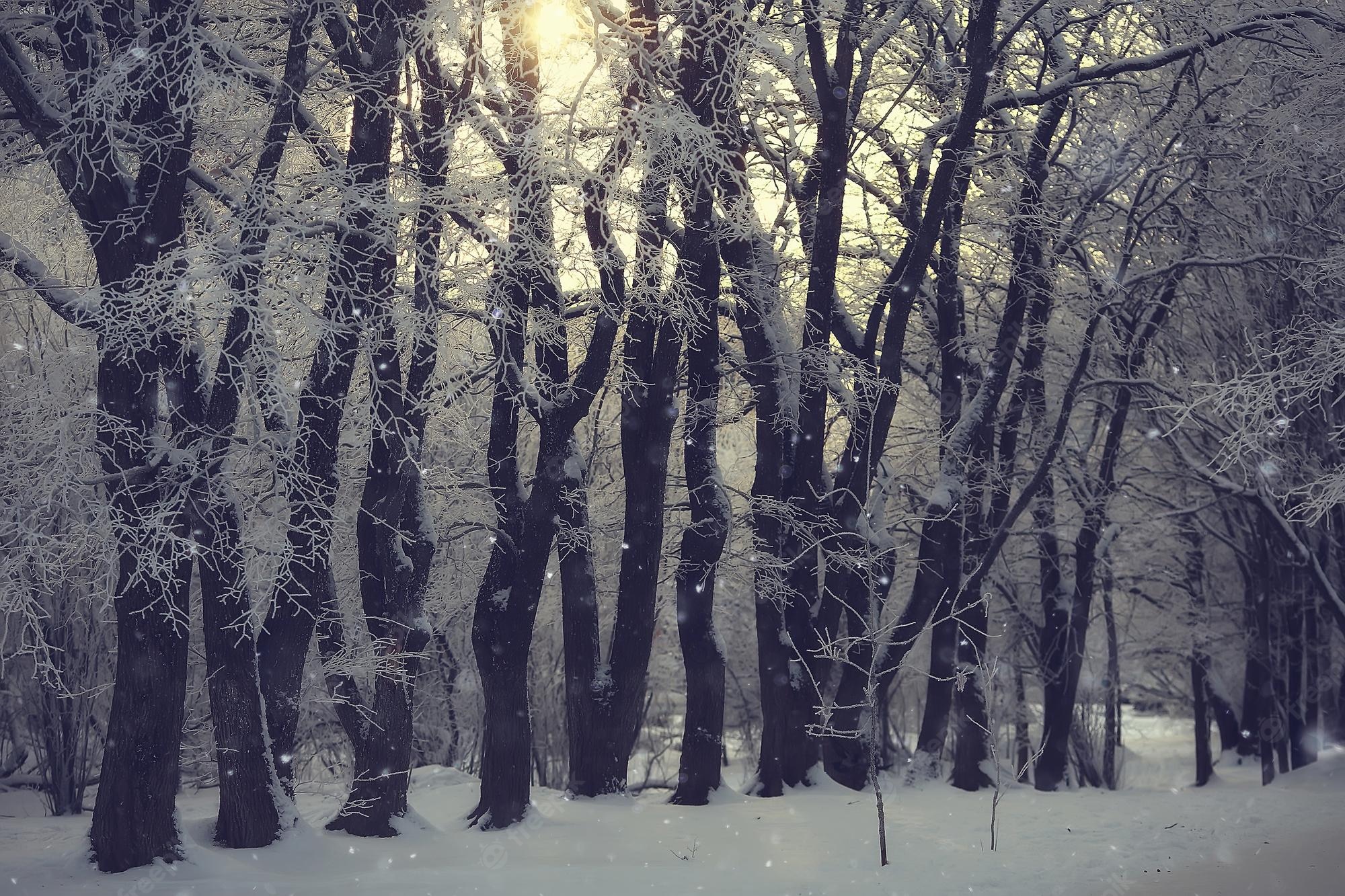 Winter Forest Landscape Nature Snow Wallpapers