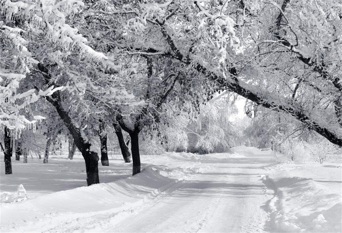 Winter Forest Landscape Nature Snow Wallpapers