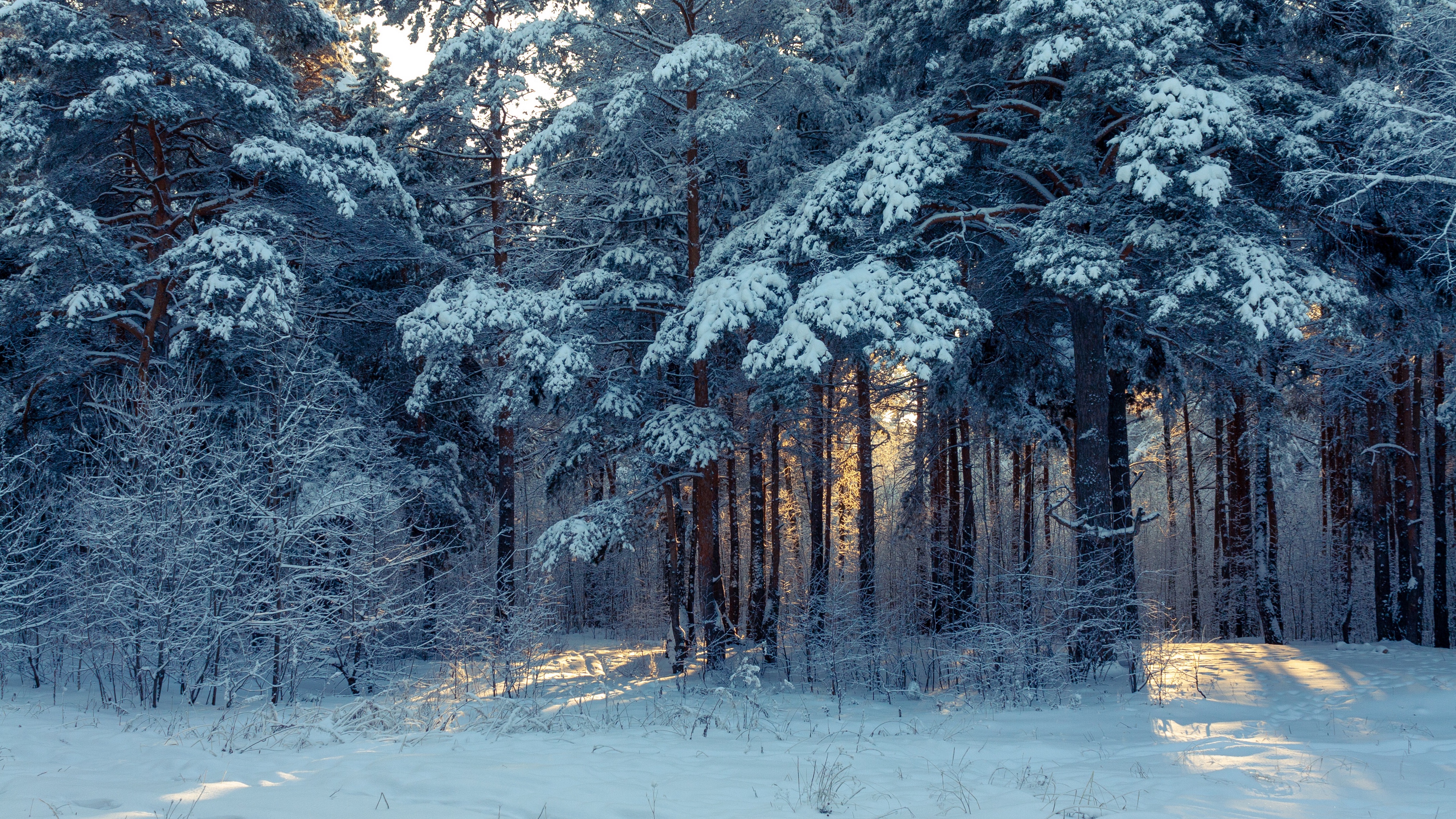 Winter Forest Landscape Nature Snow Wallpapers