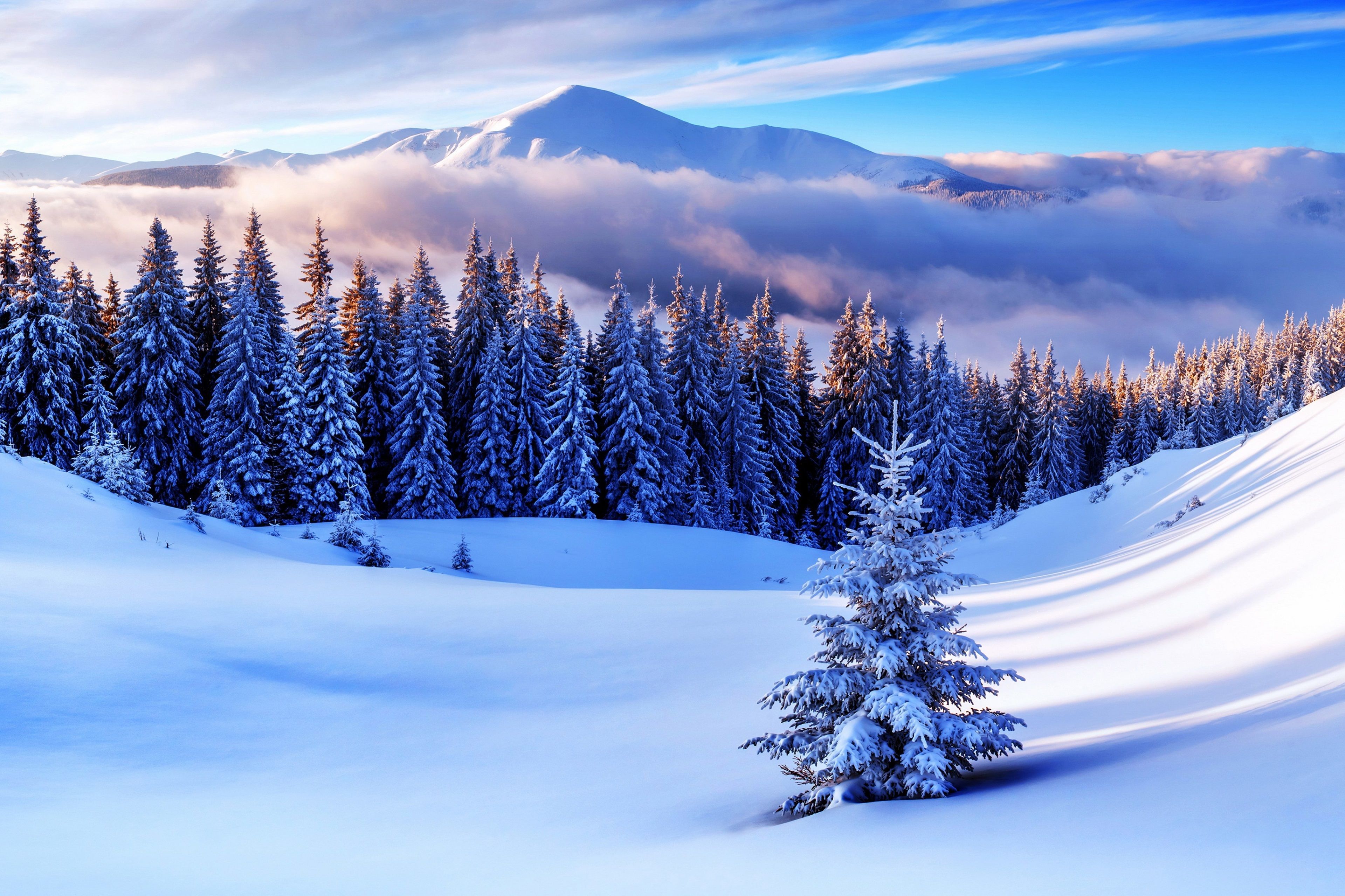 Winter Mountains And Trees Wallpapers