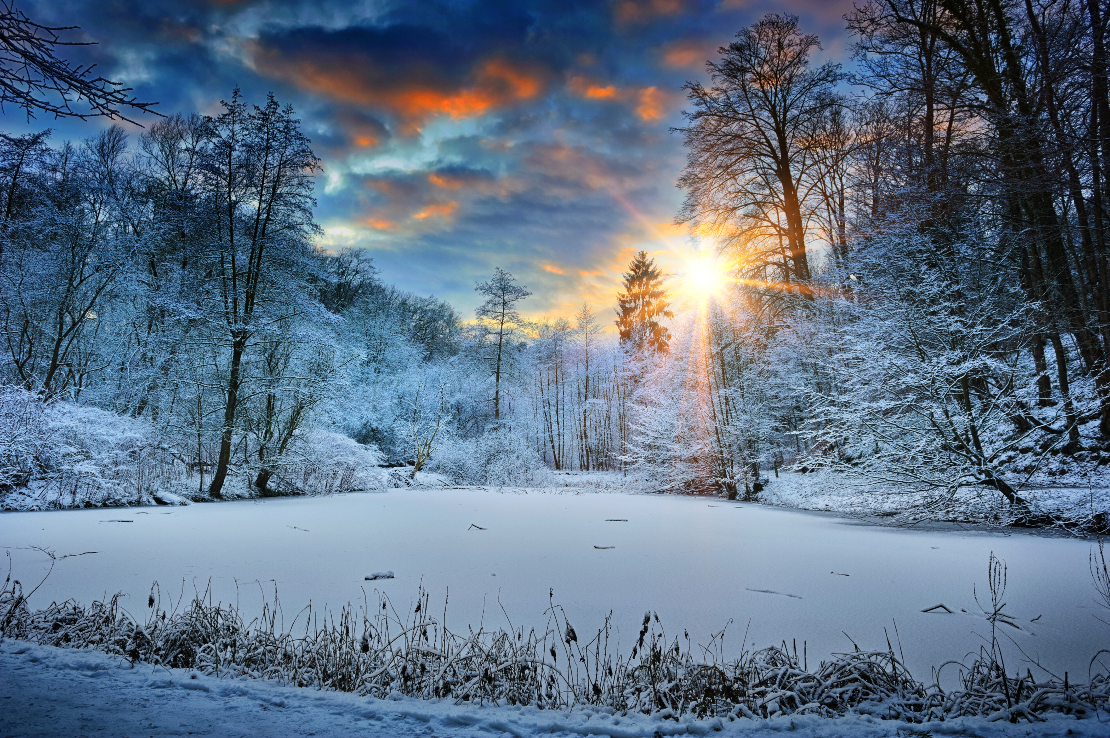 Winter Trees Wallpapers