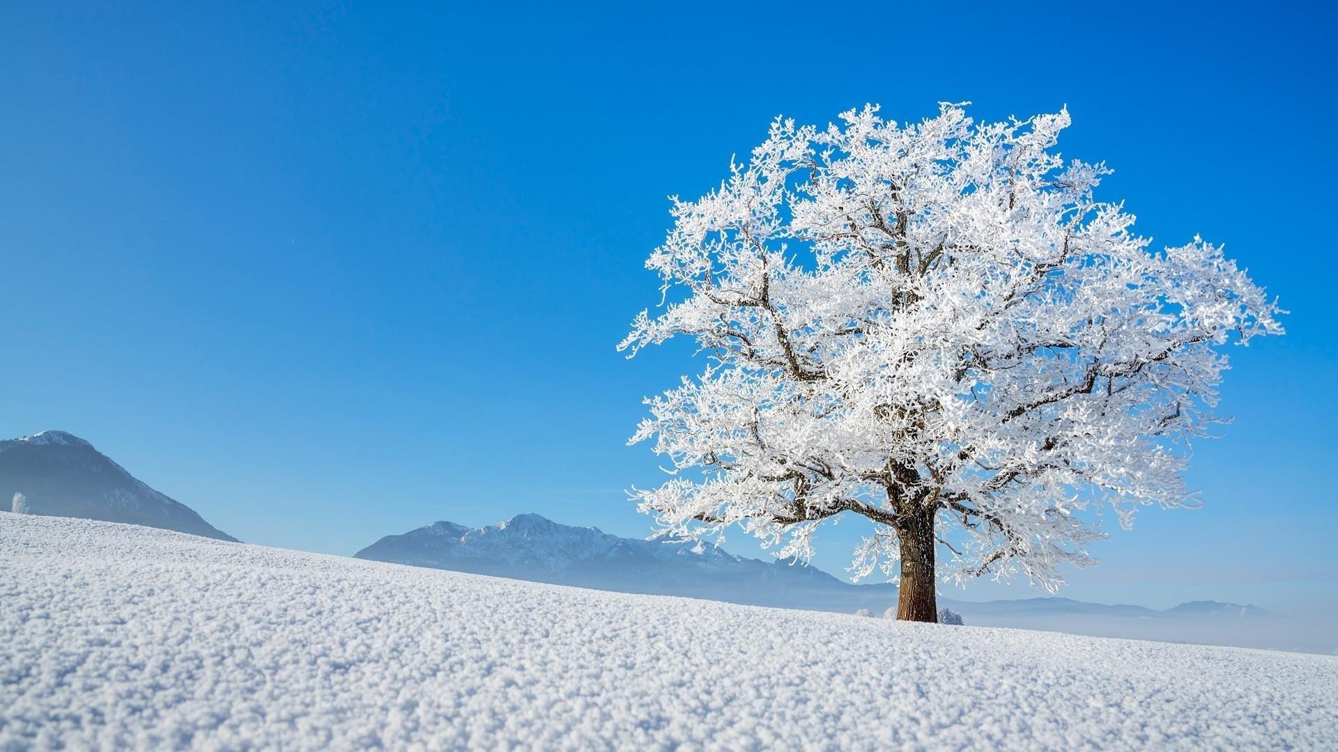 Winter Trees Wallpapers