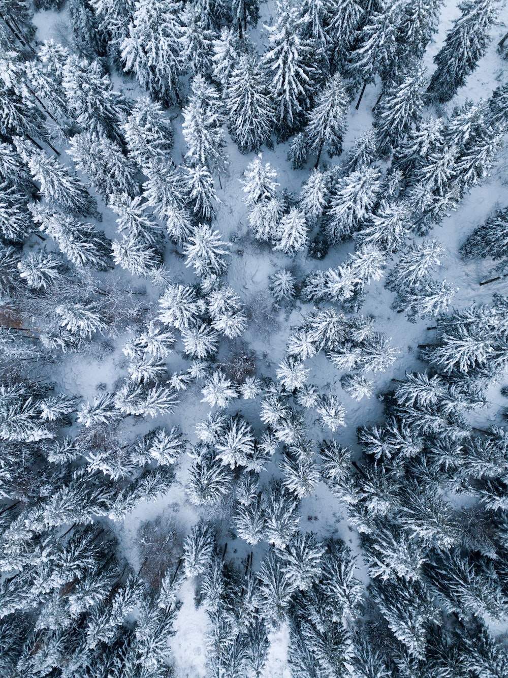 Winter Trees Wallpapers