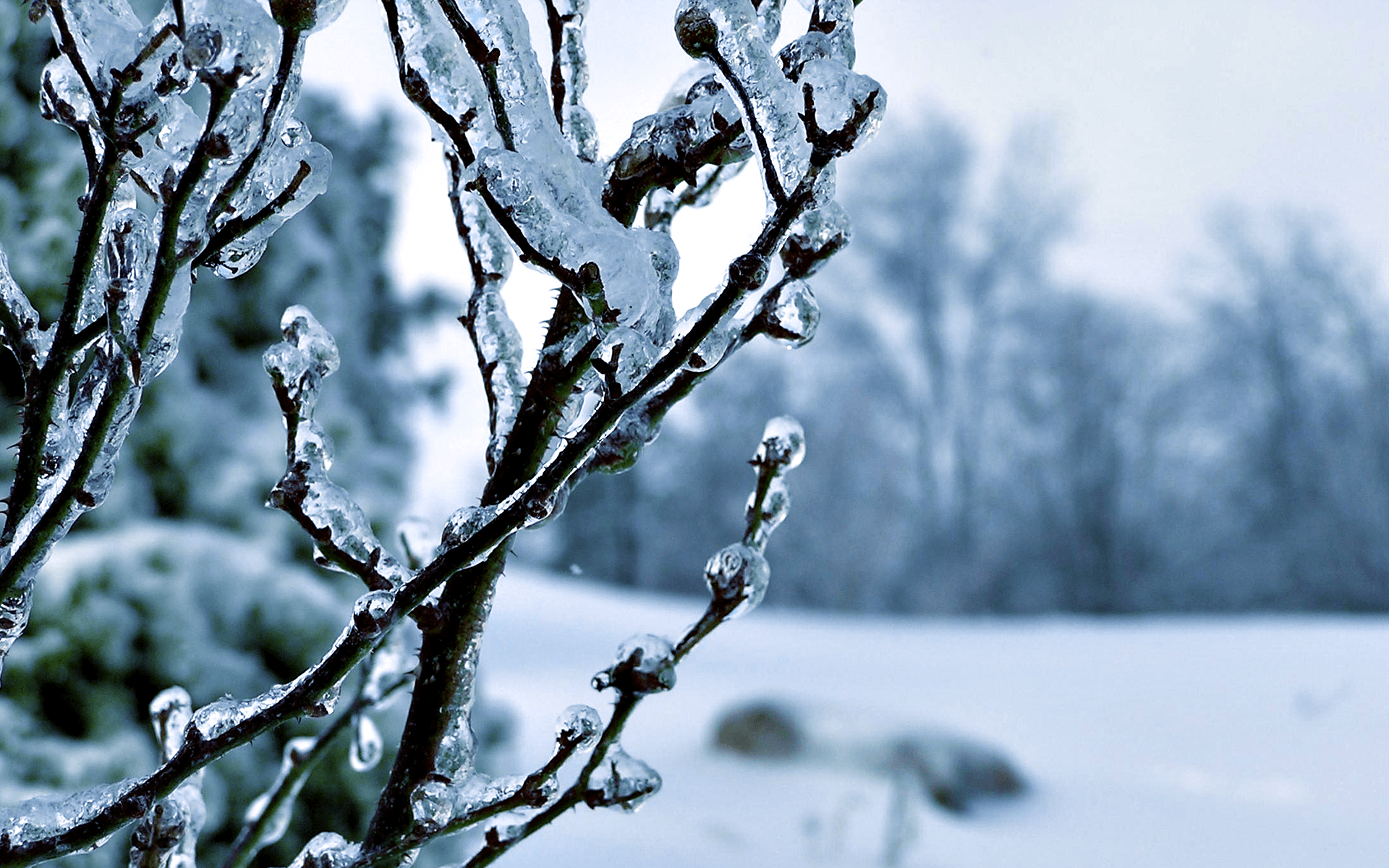 Winter Trees Wallpapers