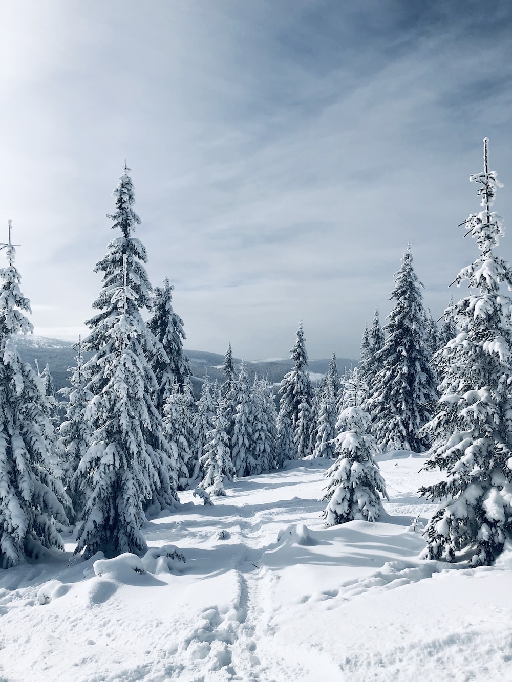 Winter Trees Wallpapers