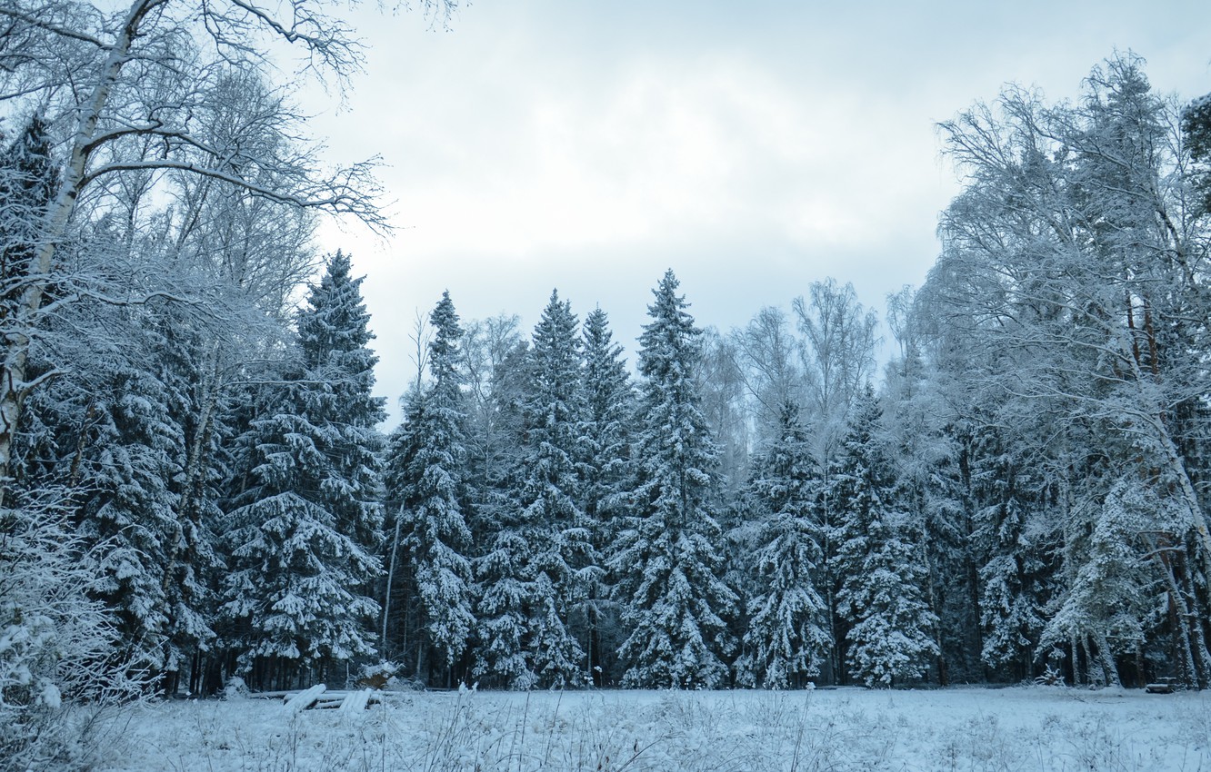 Winter Trees Wallpapers