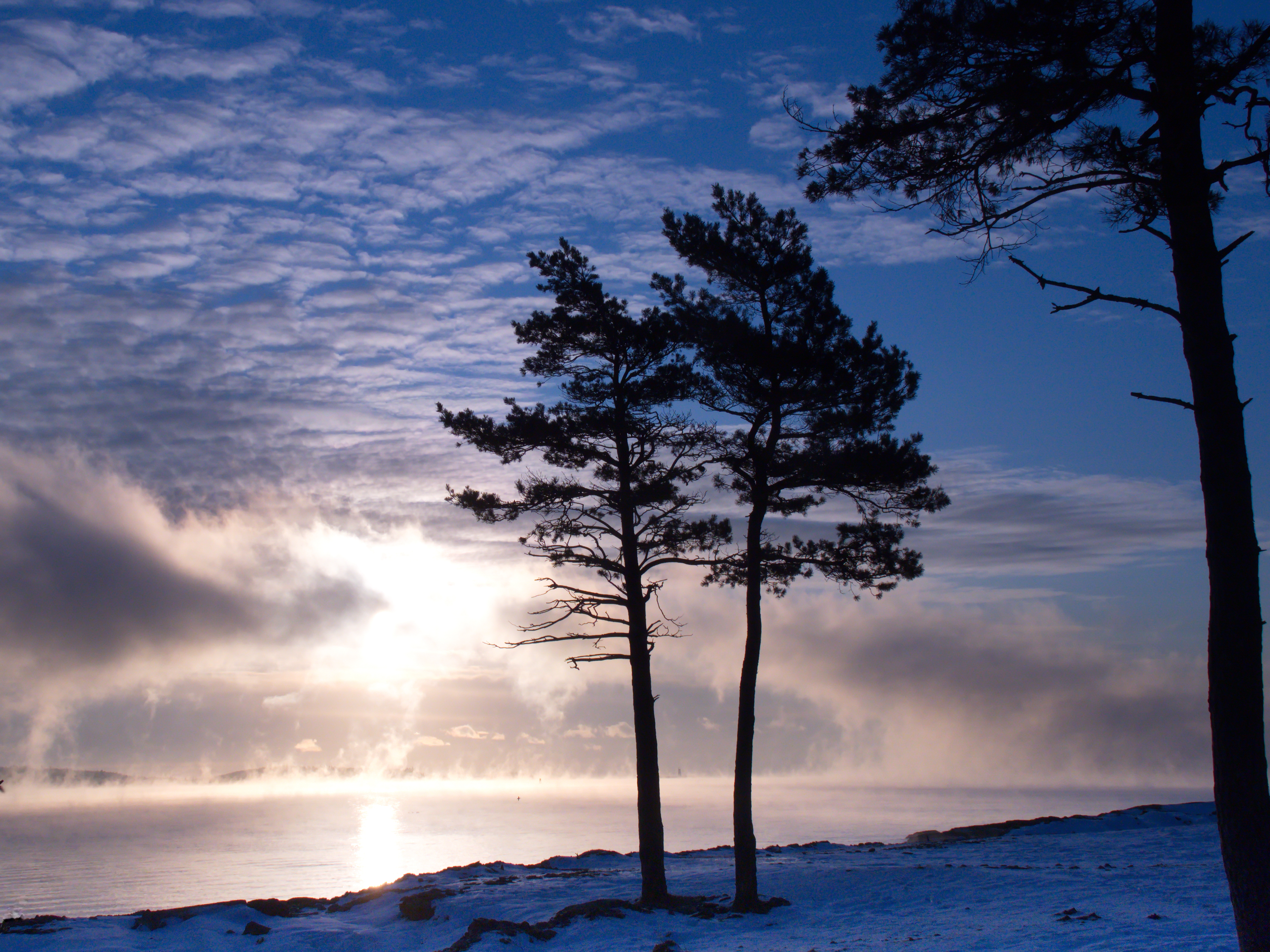 Winter Trees Wallpapers