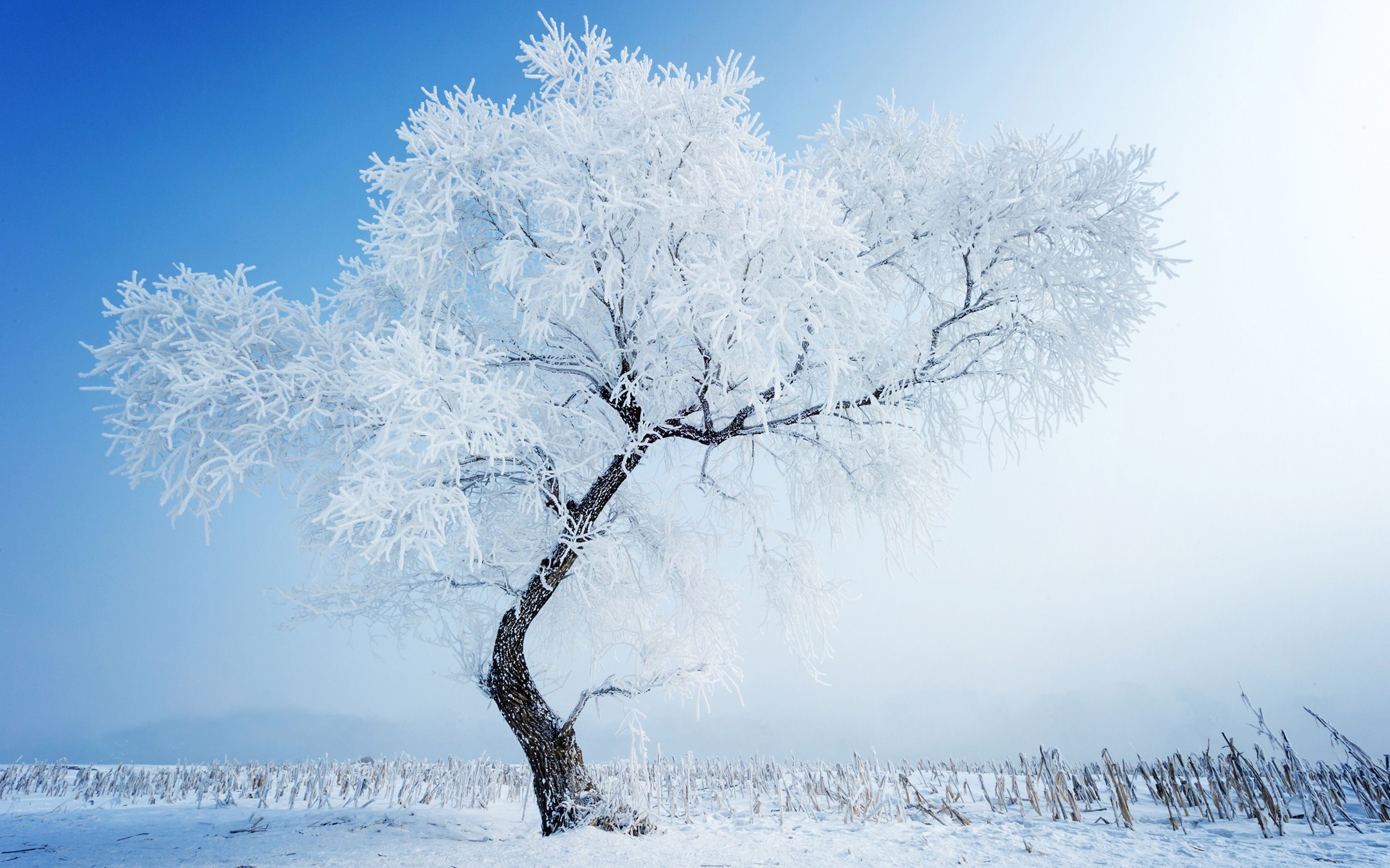 Winter Trees Snow Season Wallpapers