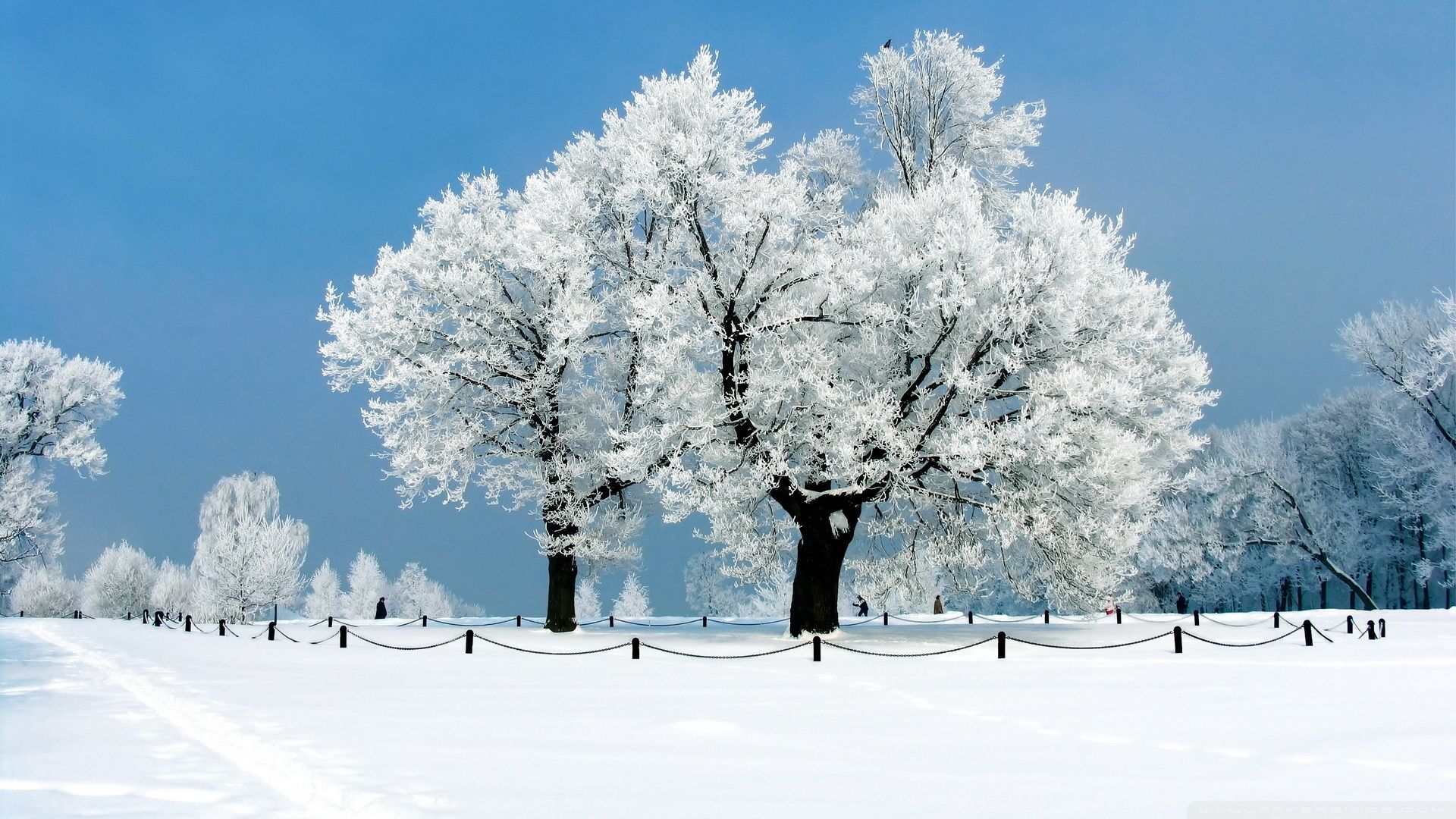 Winter Trees Snow Season Wallpapers