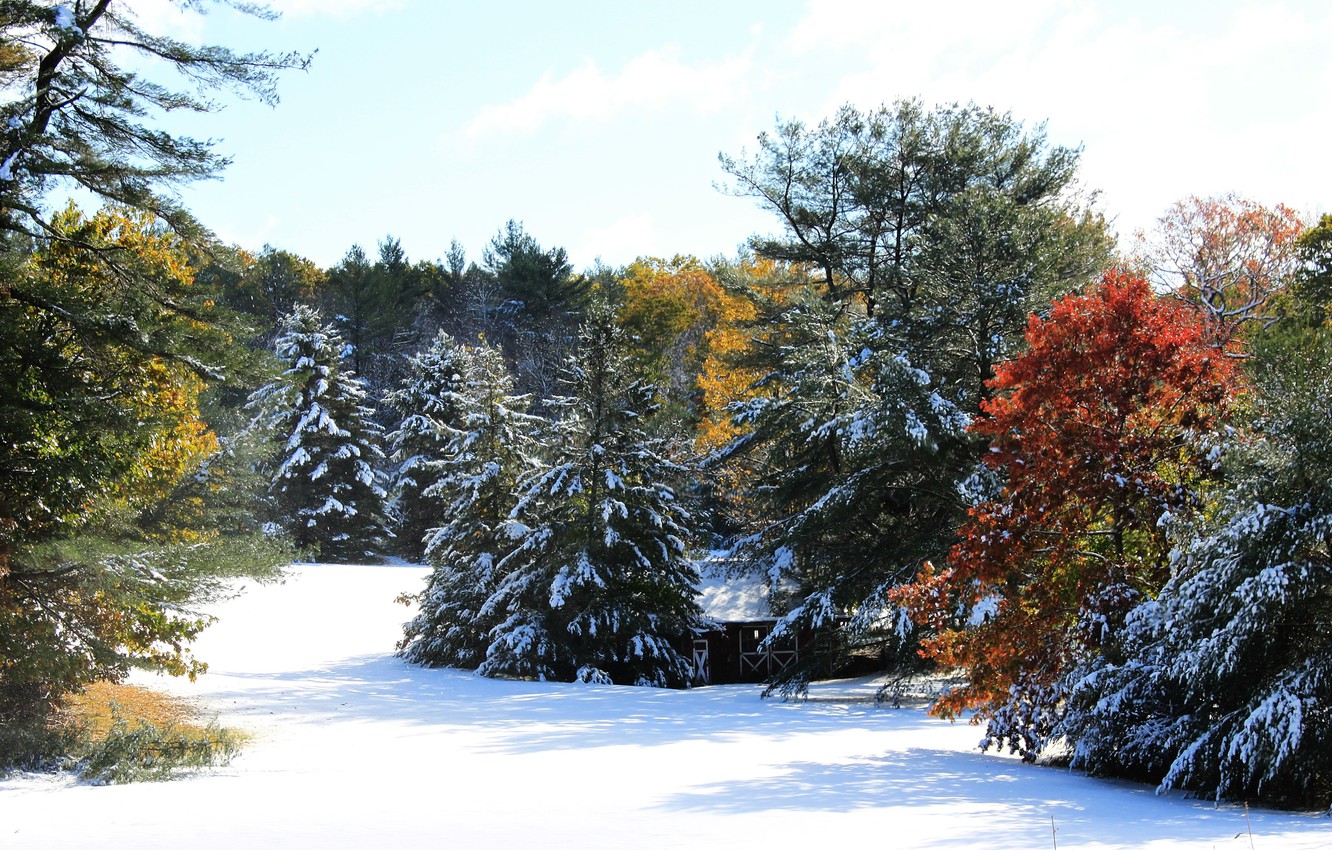 Winter Trees Snow Season Wallpapers