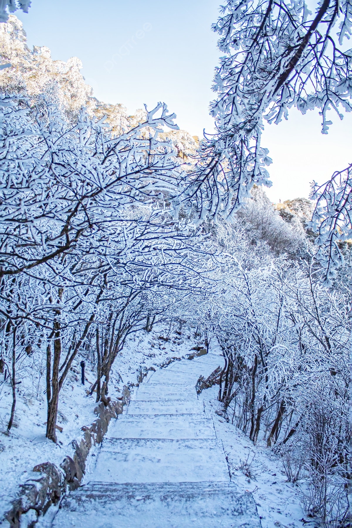 Winter Trees Backgrounds