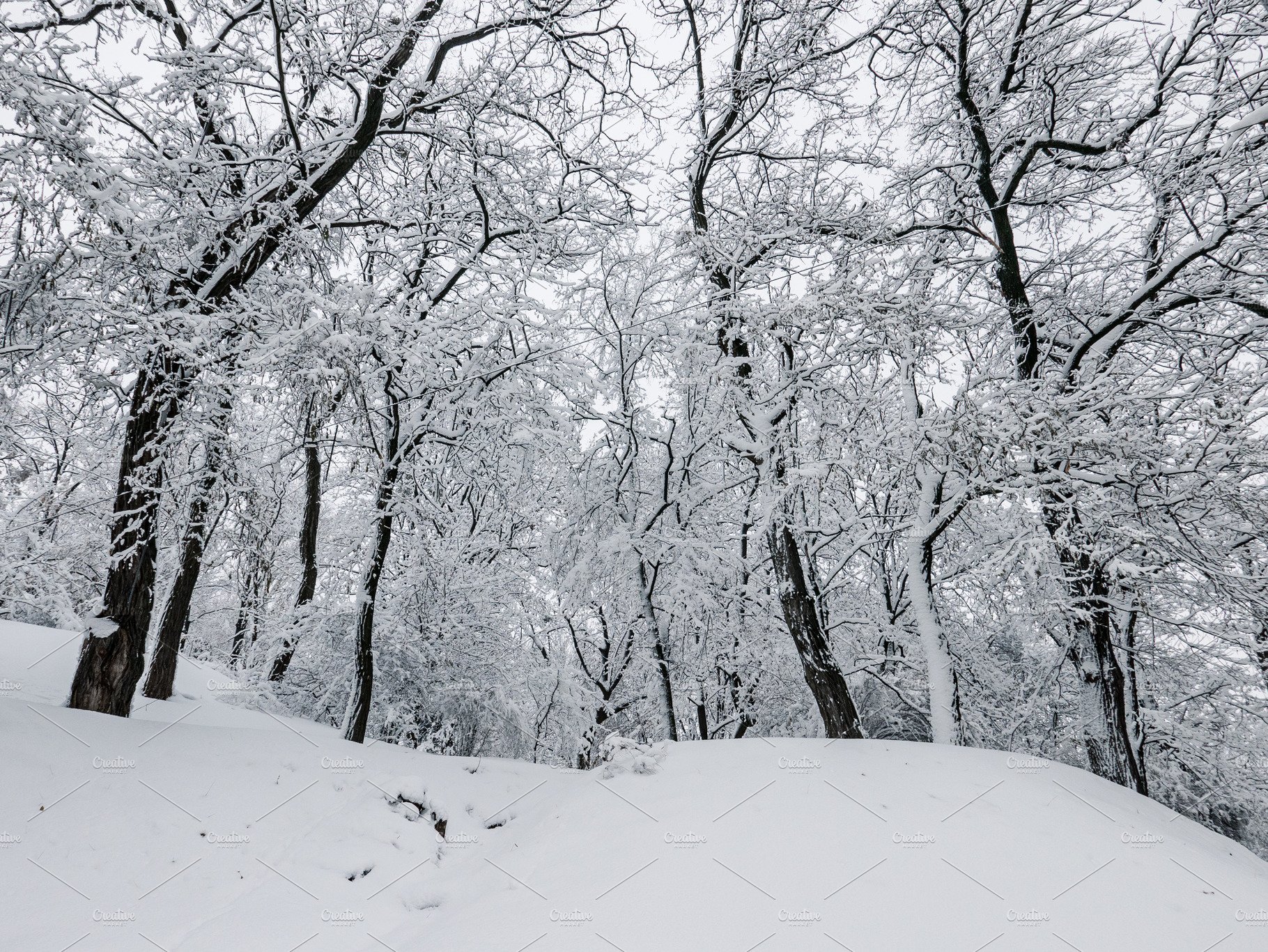 Winter Trees Backgrounds