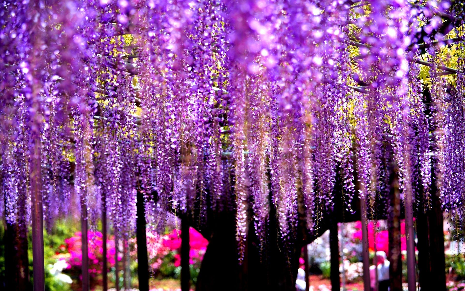 Wisteria Wallpapers