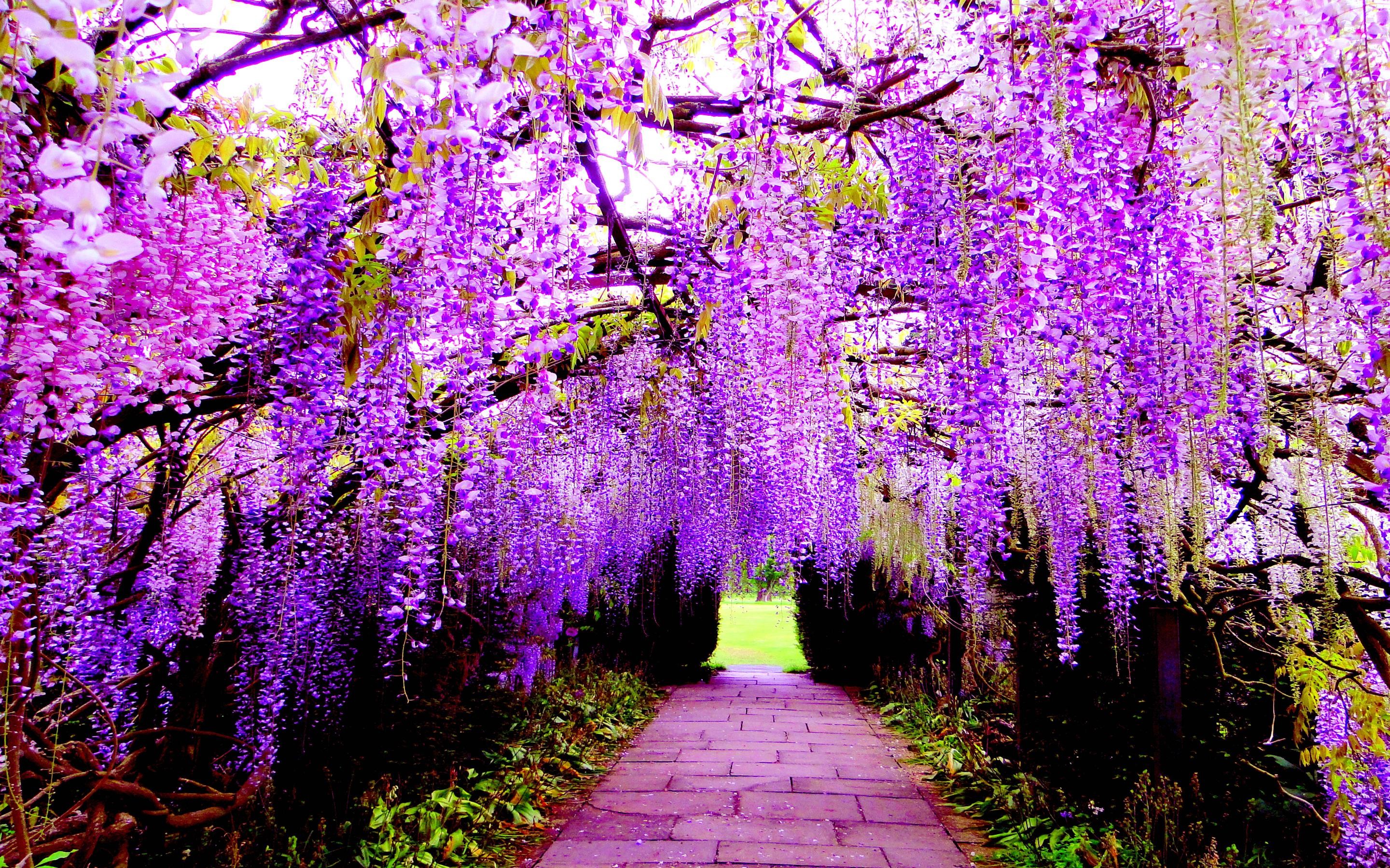 Wisteria Wallpapers