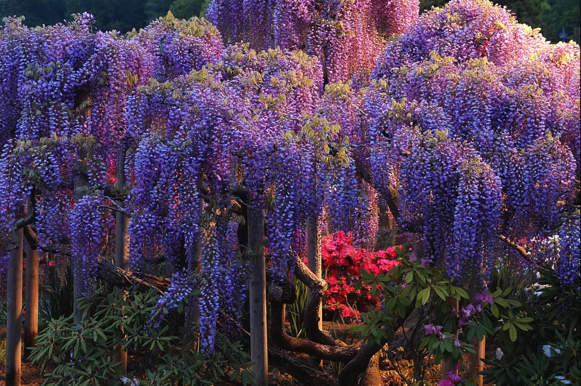 Wisteria Wallpapers