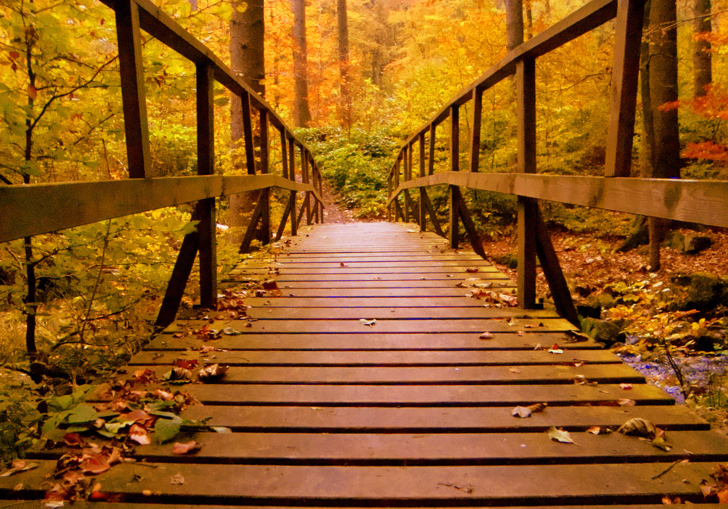 Wood Bridge Forest In Fall Wallpapers