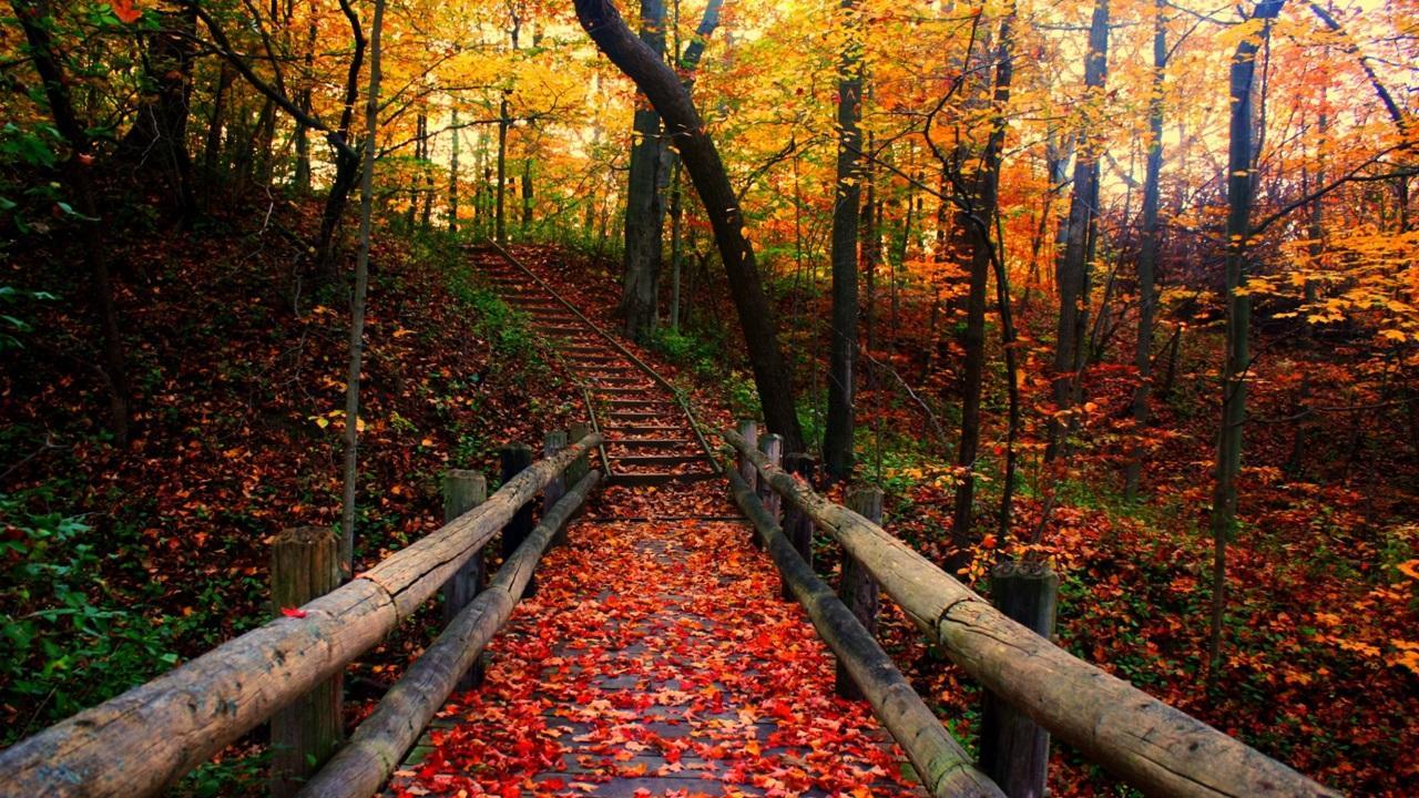 Wood Bridge Forest In Fall Wallpapers