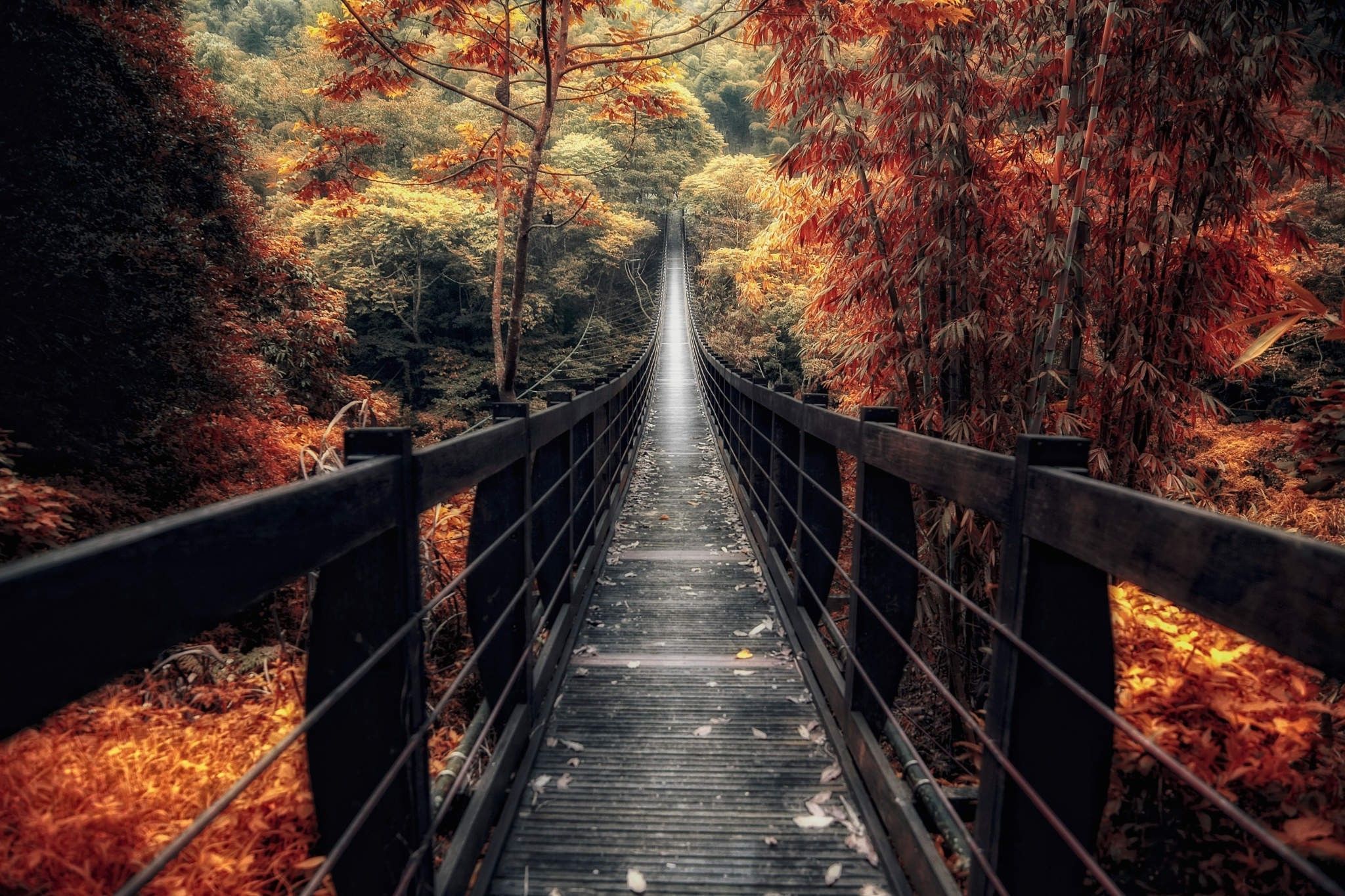 Wood Bridge Forest In Fall Wallpapers