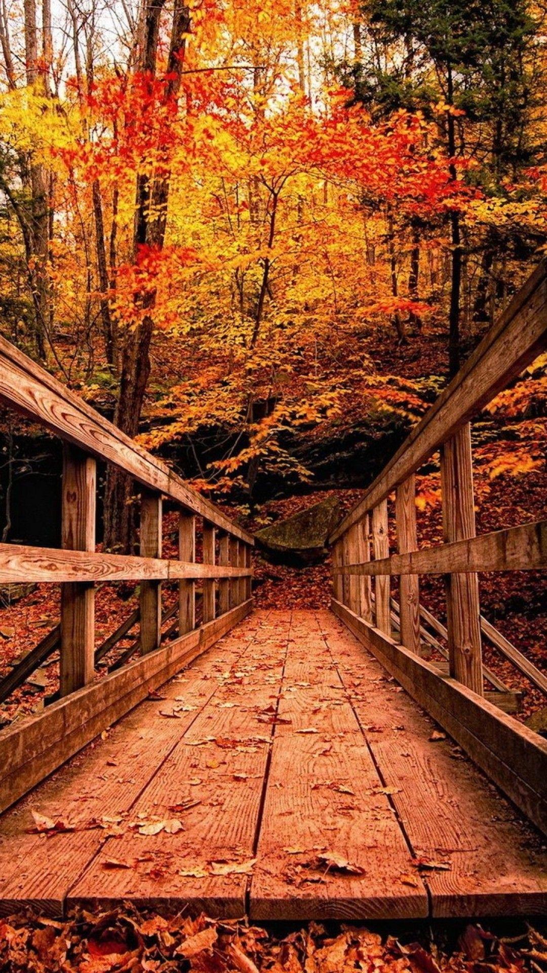 Wood Bridge Forest In Fall Wallpapers