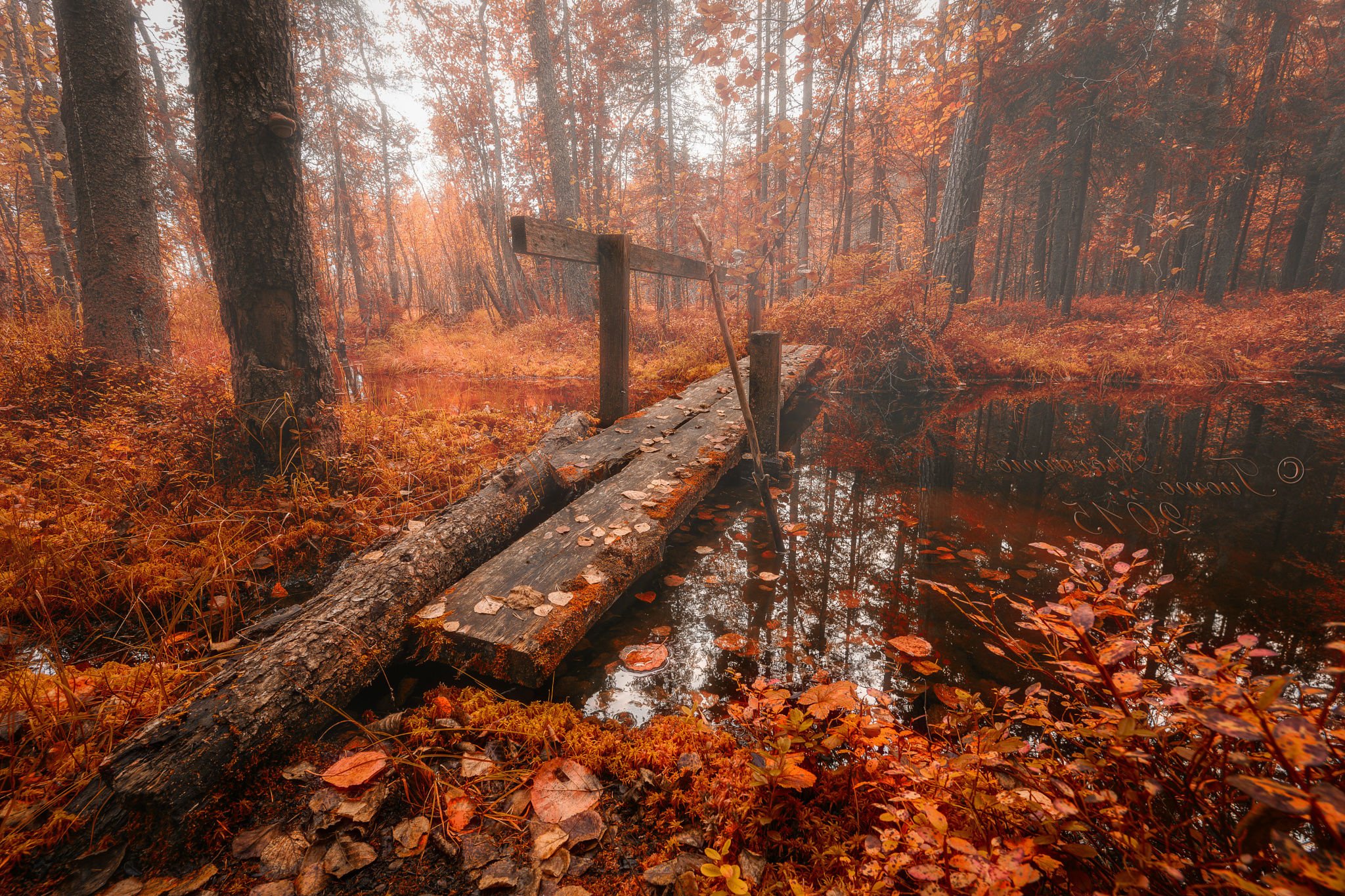 Wood Bridge Forest In Fall Wallpapers