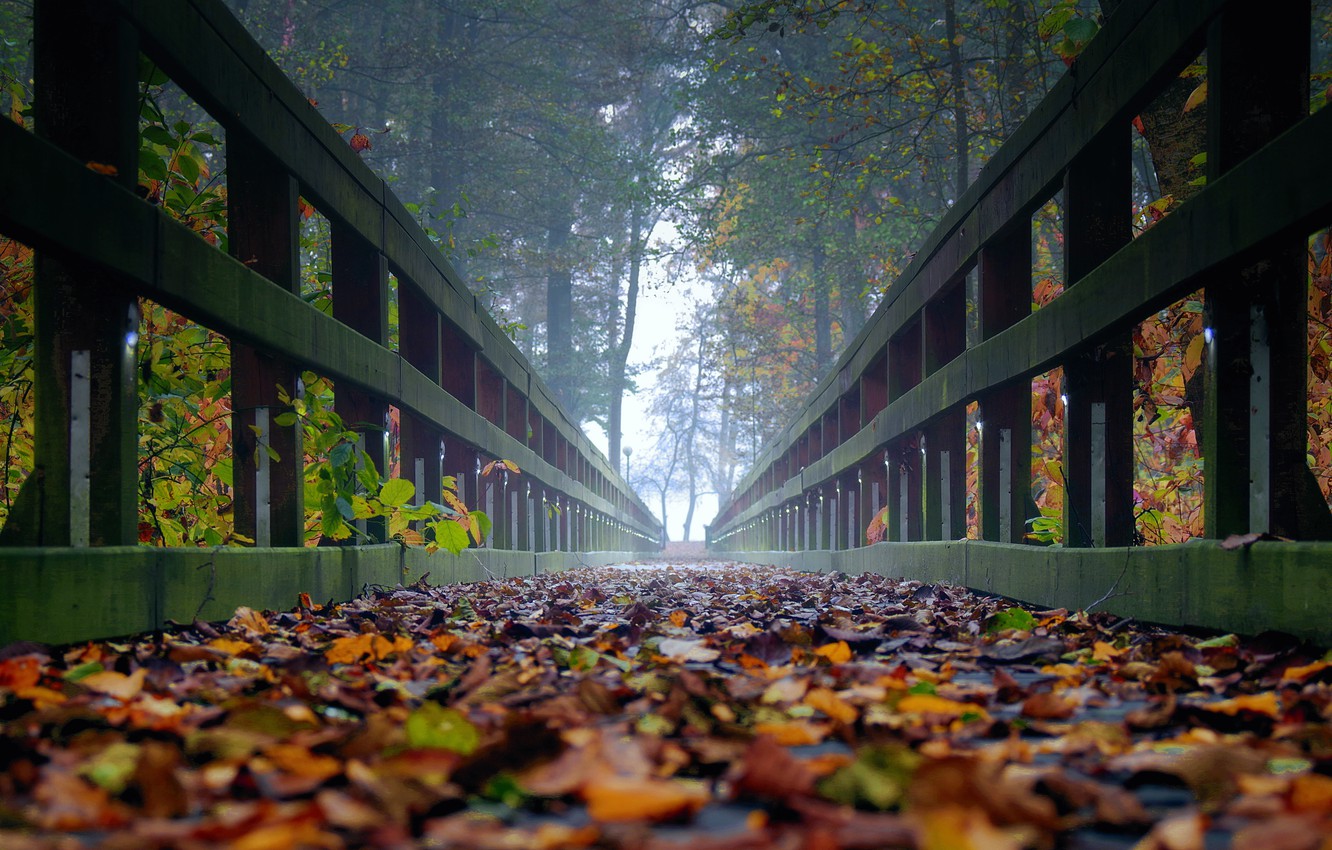 Wood Bridge Forest In Fall Wallpapers