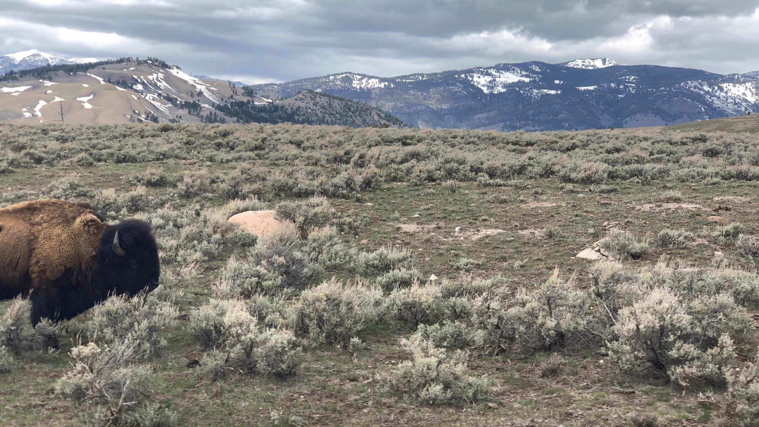 Yellowstone National Park Wallpapers