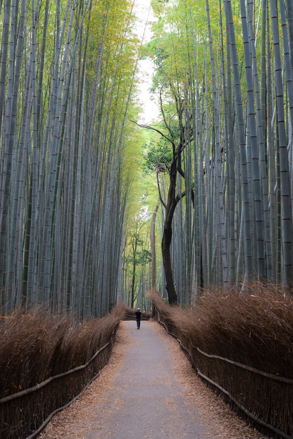 Arashiyama Wallpapers