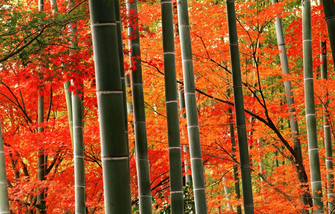 Arashiyama Wallpapers