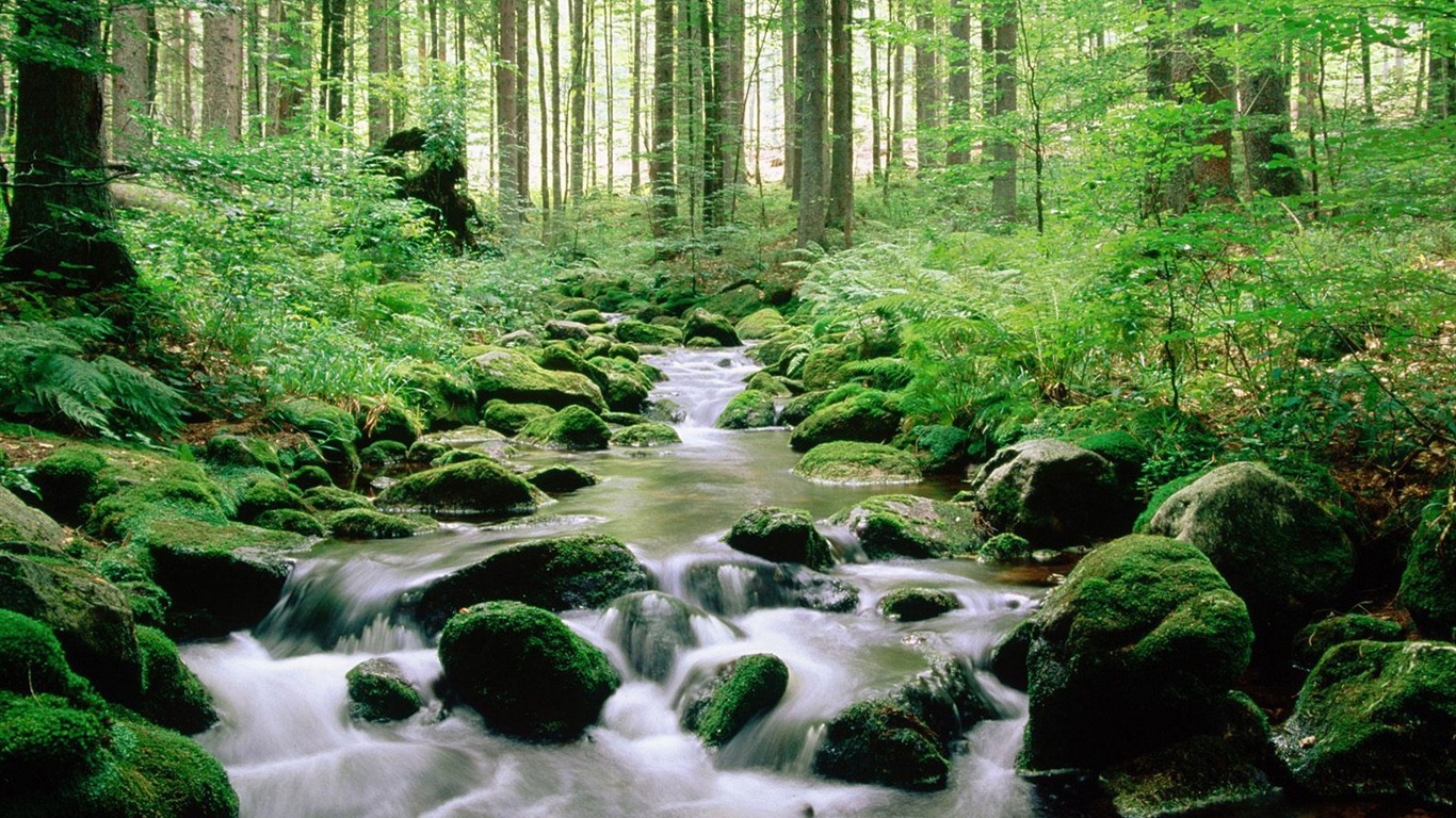 Bavarian Forest National Park Wallpapers