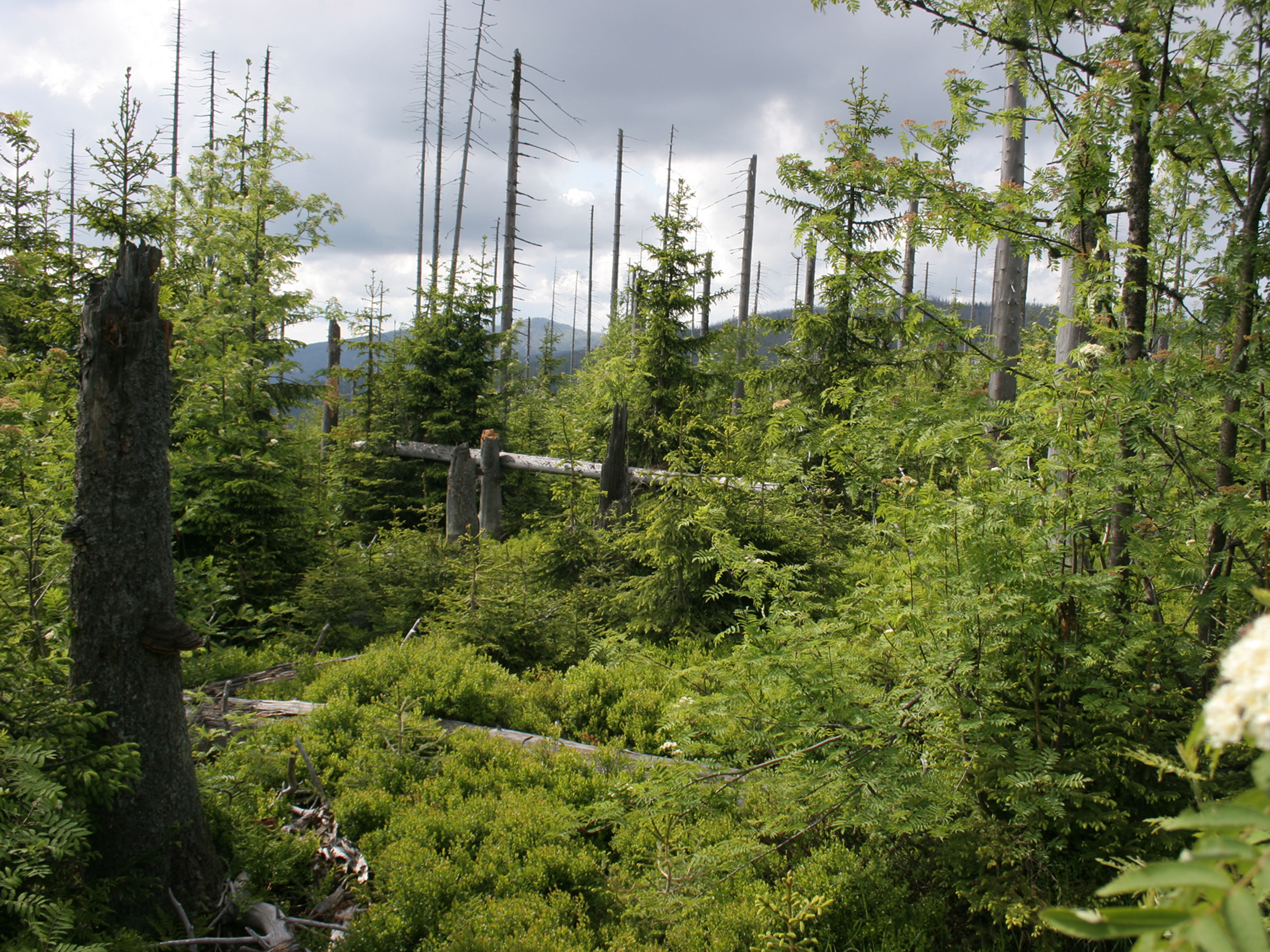 Bavarian Forest National Park Wallpapers