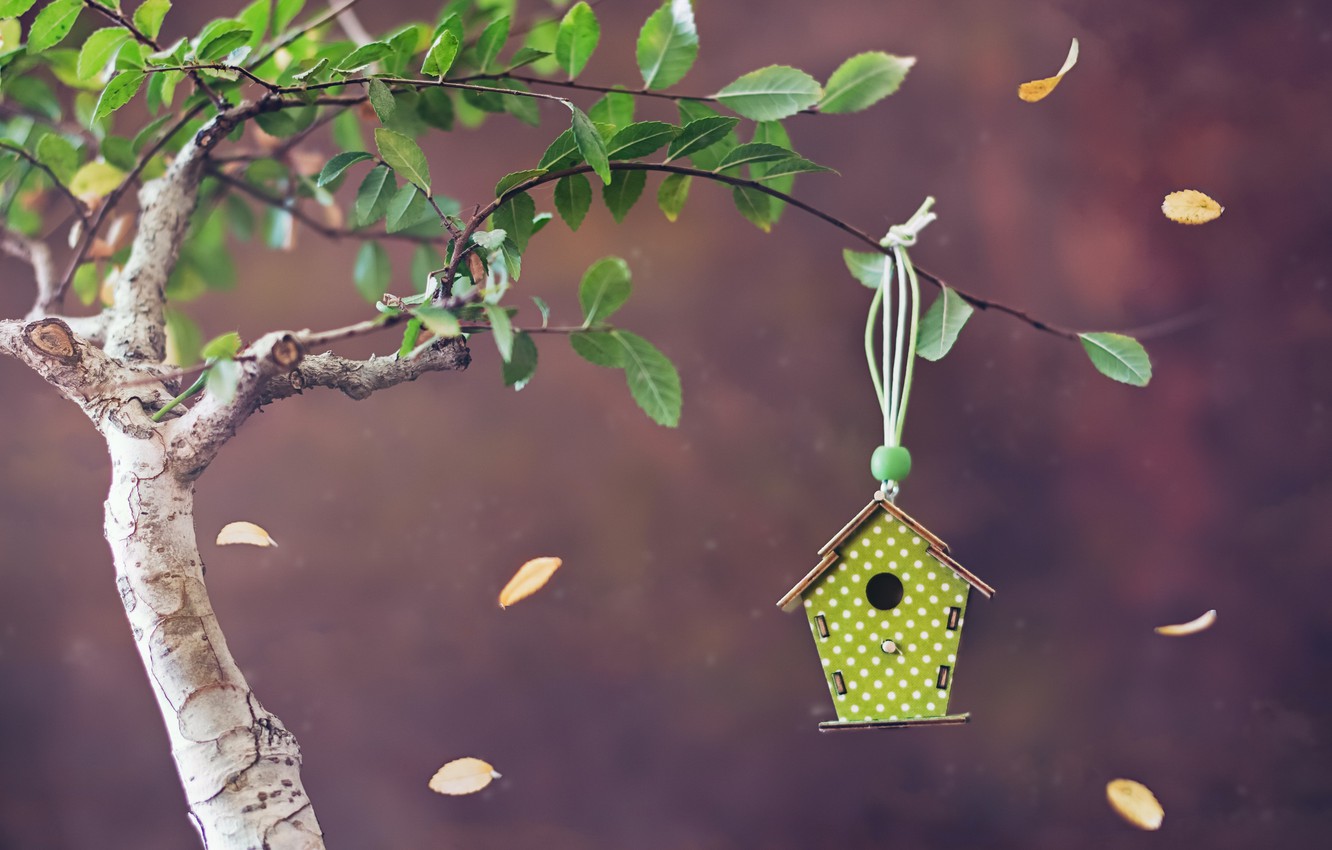 Bird House Wallpapers