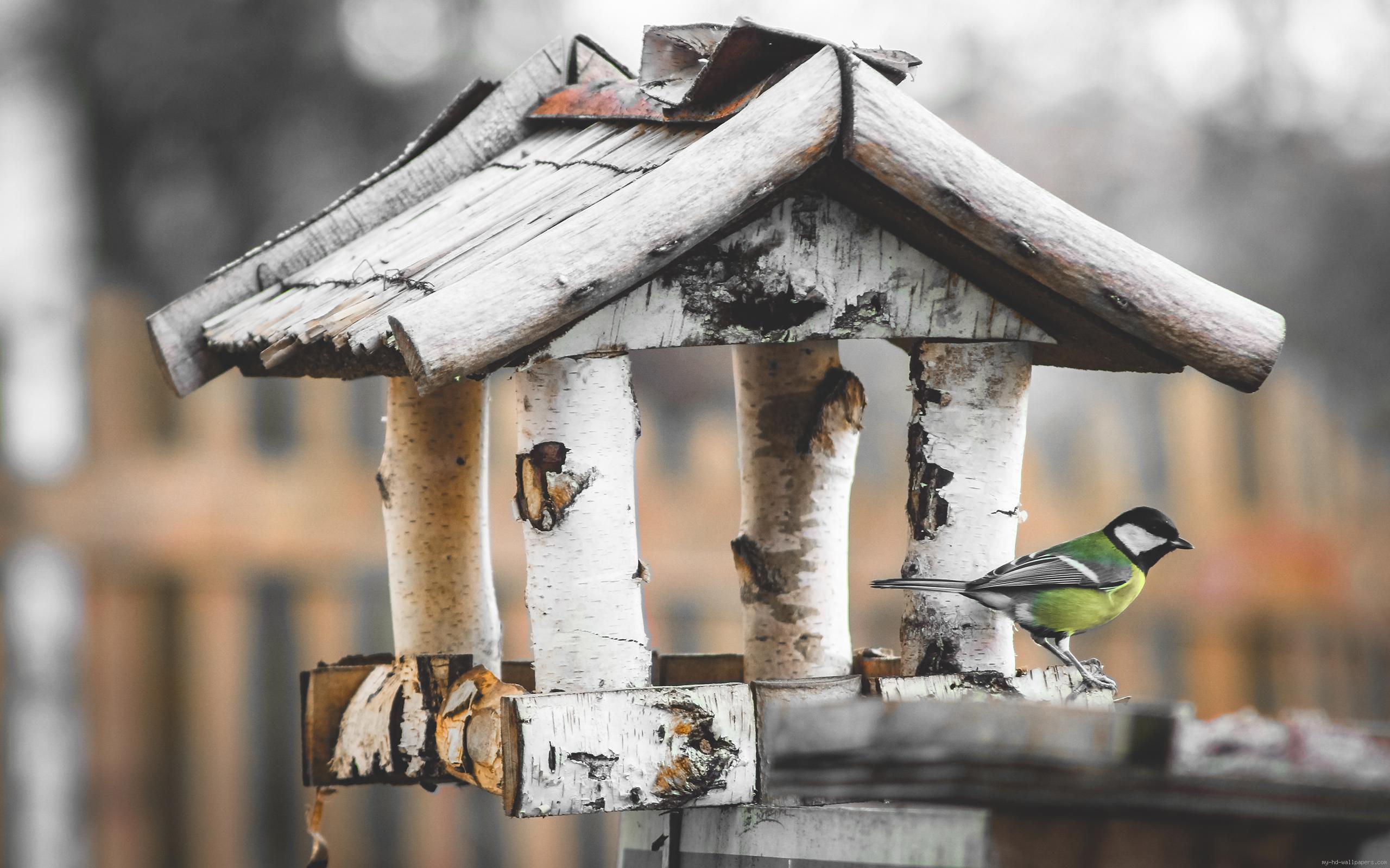 Bird House Wallpapers